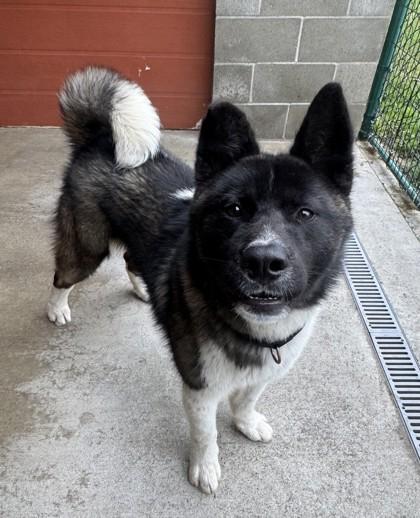 Enlarge Rocky, an adopted Akita in Stanwood, WA image 1/3