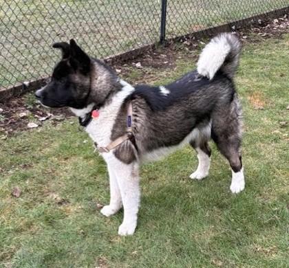 Enlarge Rocky, an adopted Akita in Stanwood, WA image 2/3