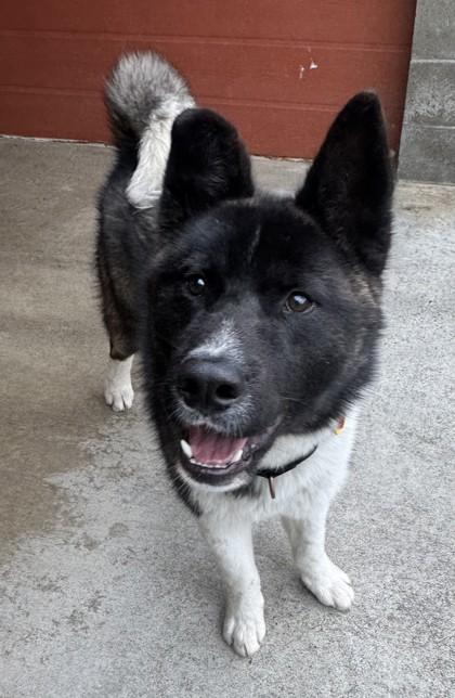 Enlarge Rocky, an adopted Akita in Stanwood, WA image 3/3