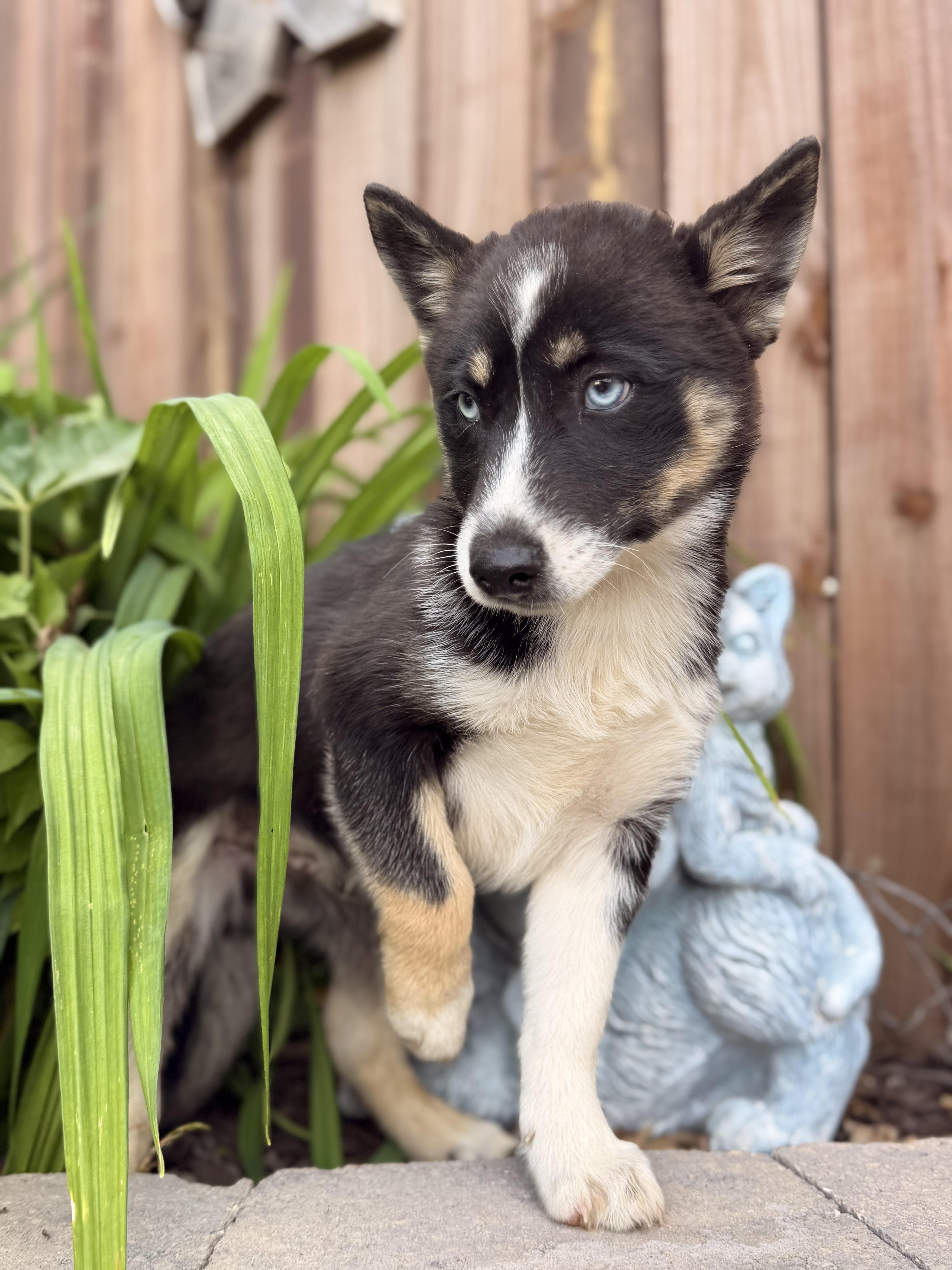 Enlarge Charlie, a ADOPTABLE mixed breed in North Freedom, WI image 3/4