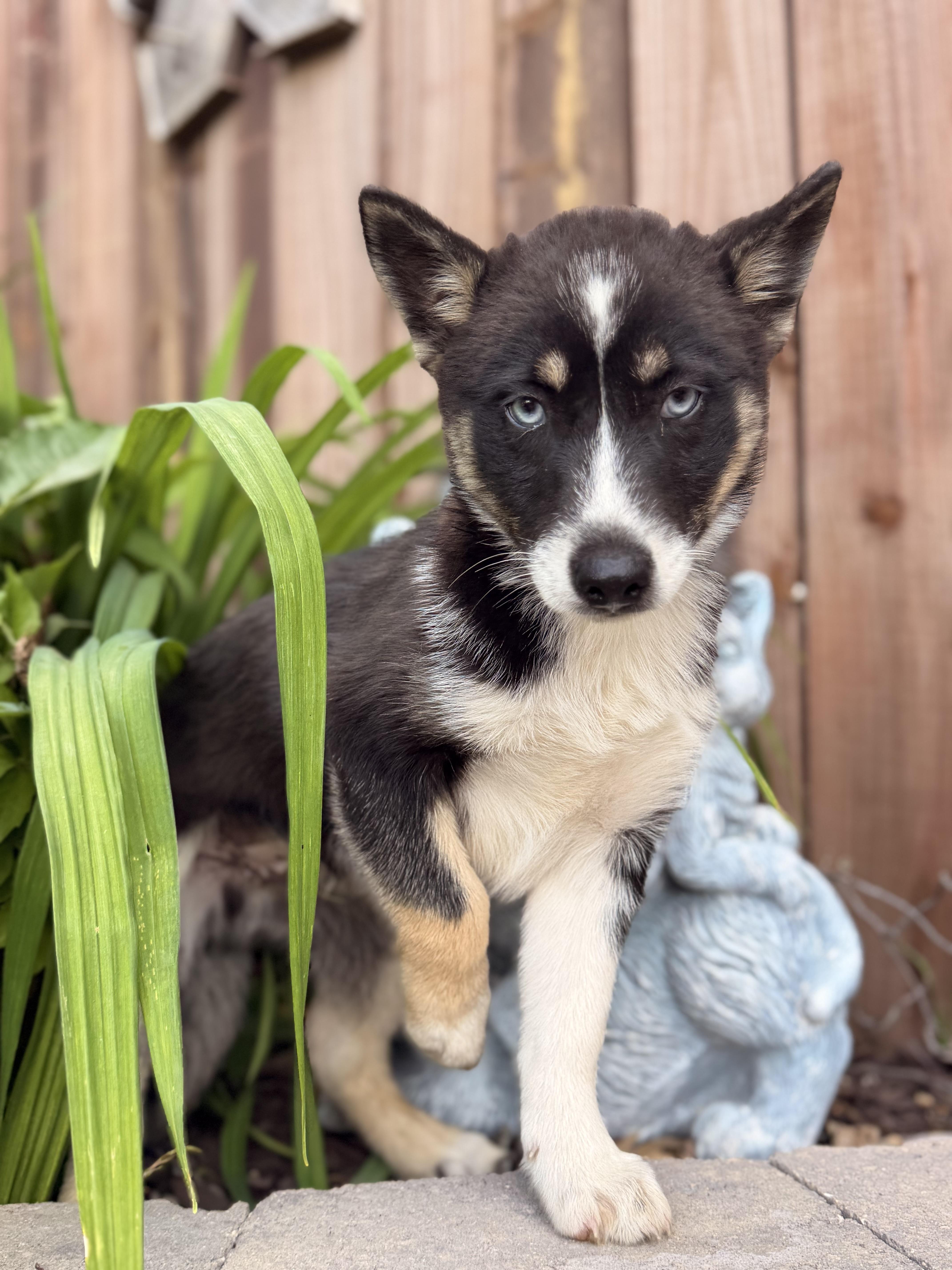 Enlarge Charlie, a ADOPTABLE mixed breed in North Freedom, WI image 4/4