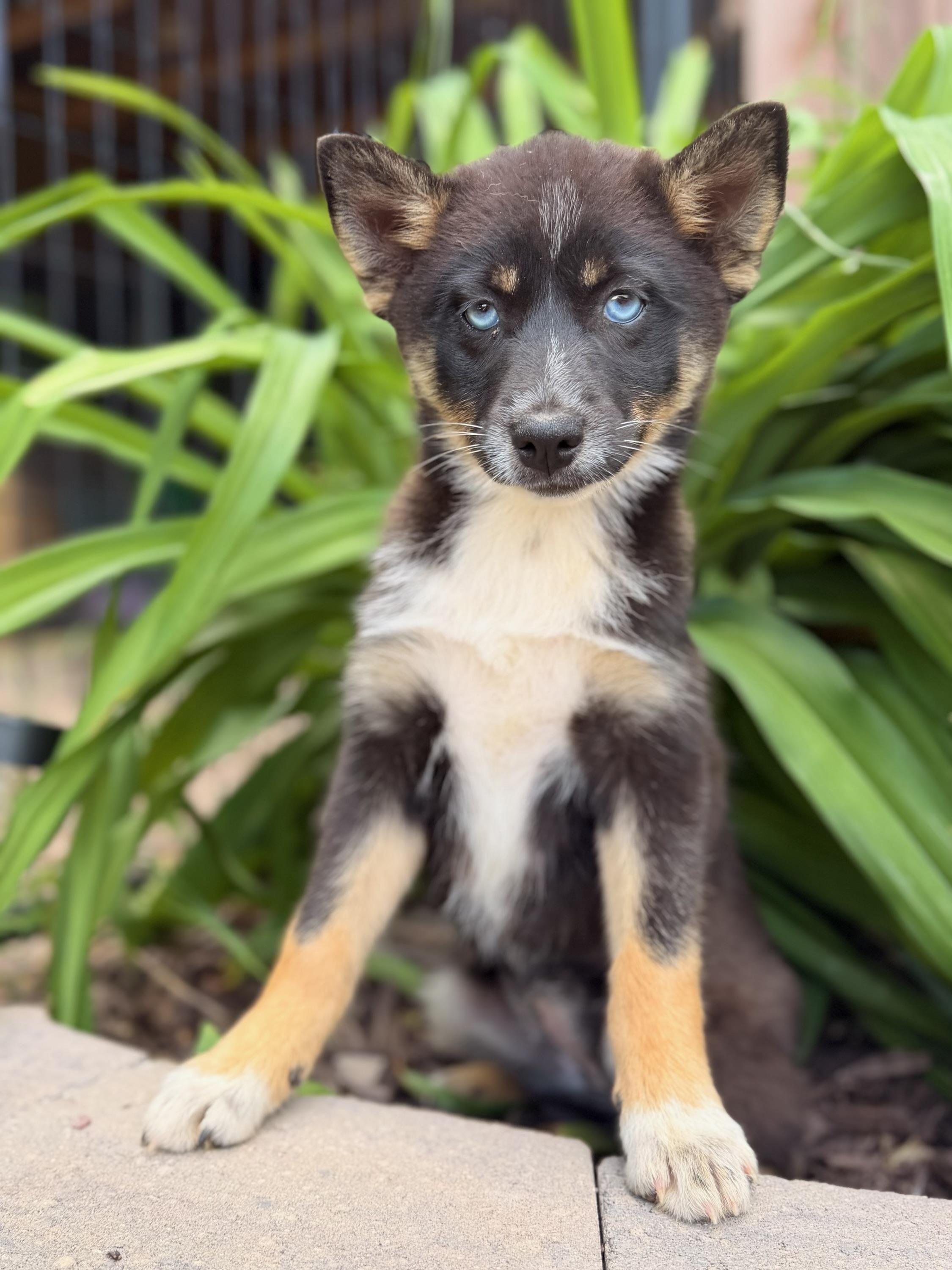 Enlarge Charlie, a ADOPTABLE mixed breed in North Freedom, WI image 2/4