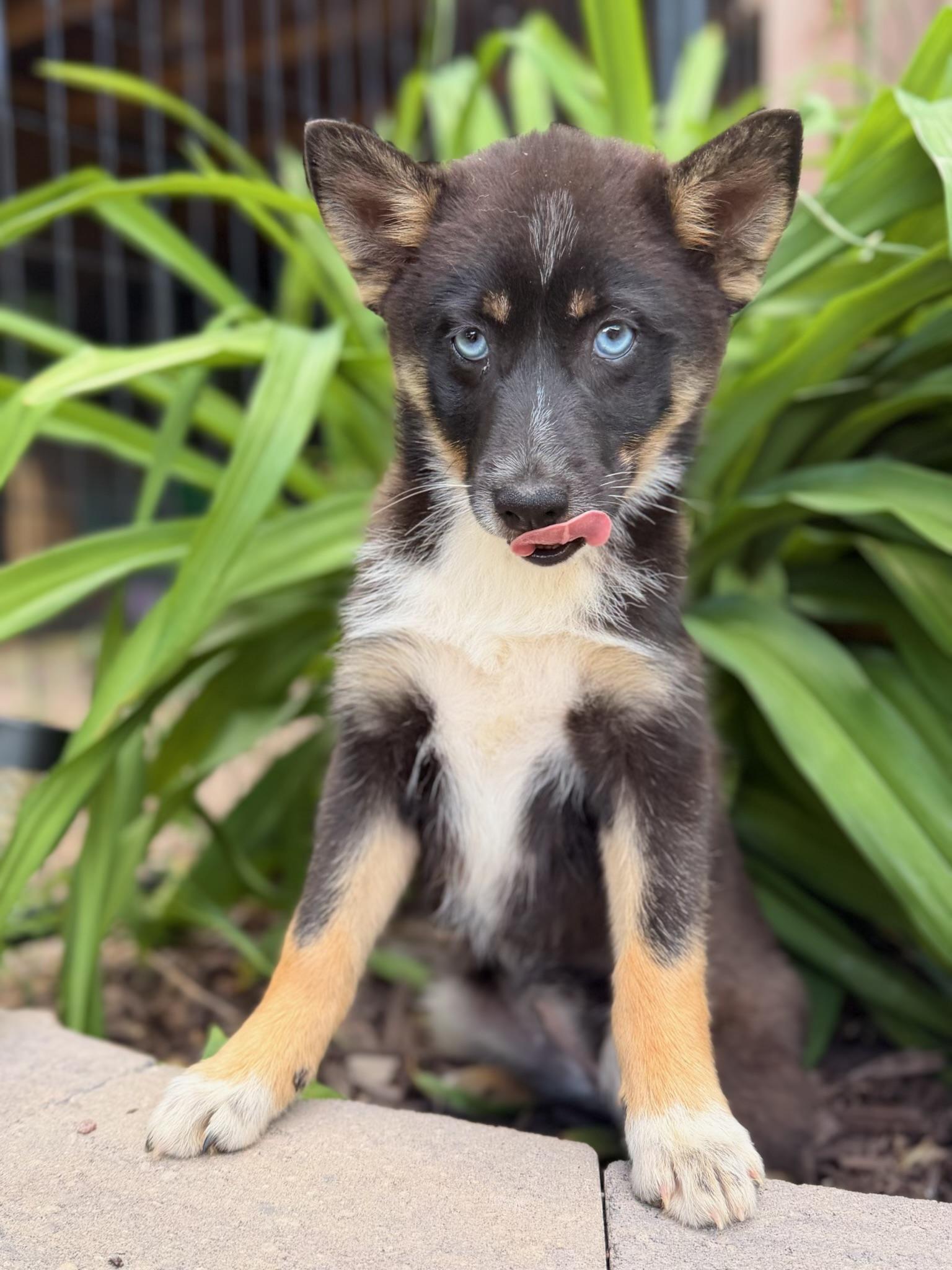 Charlie, ADOPTABLE, Puppy Male Pomsky & Husky.