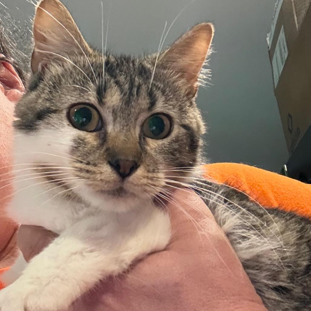 Enlarge Curly Sue, a Adoptable Domestic Short Hair in Granby, MO image 1/1
