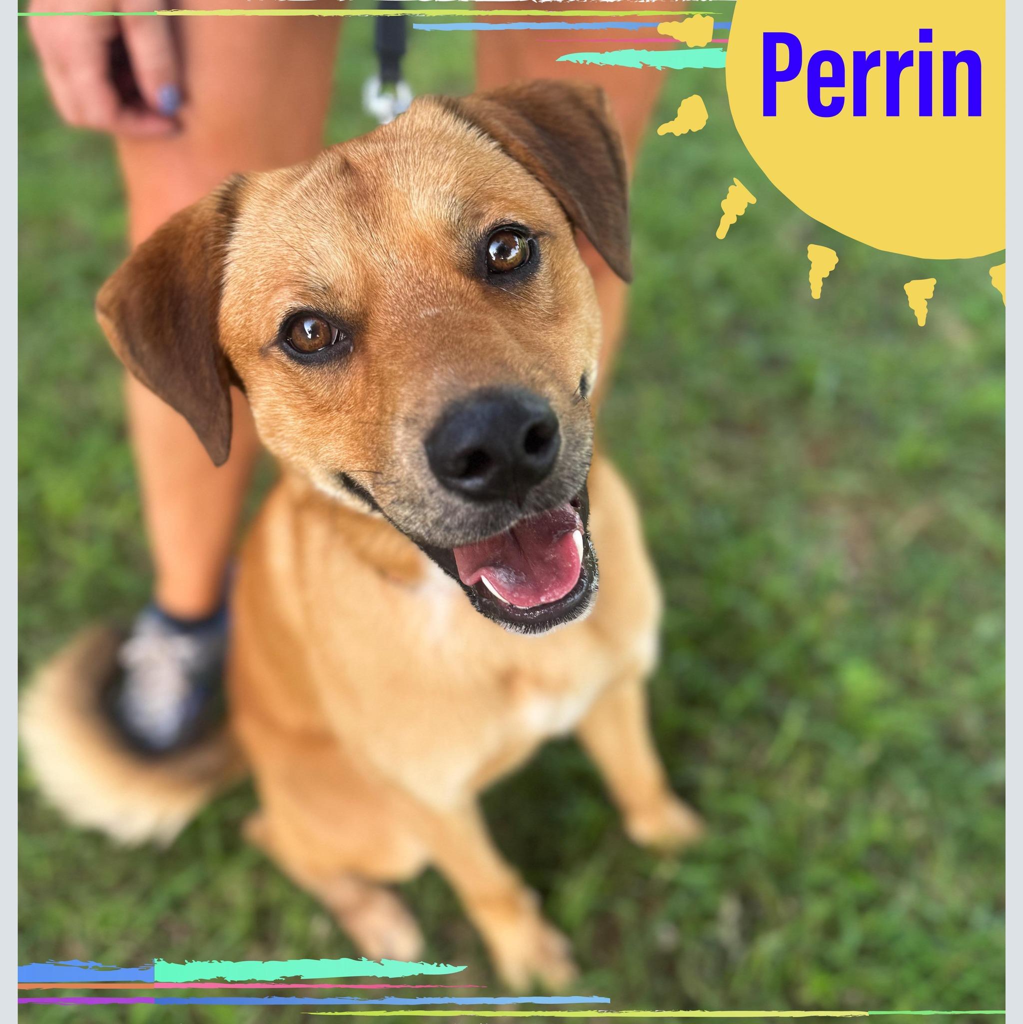 Perrin