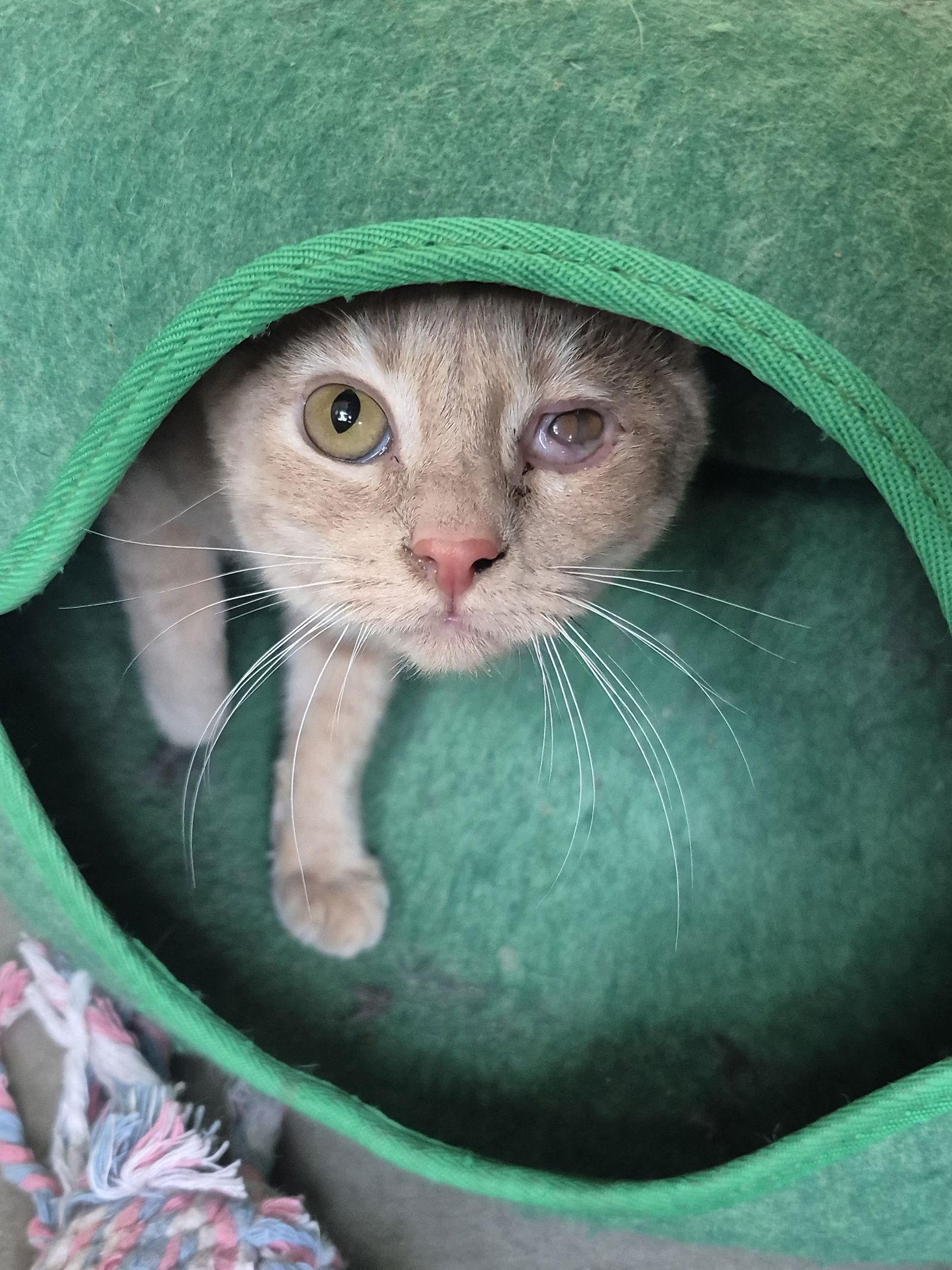 Enlarge Kitten - Hawkeye, a Adoptable Domestic Short Hair in Emmett, ID image 1/2