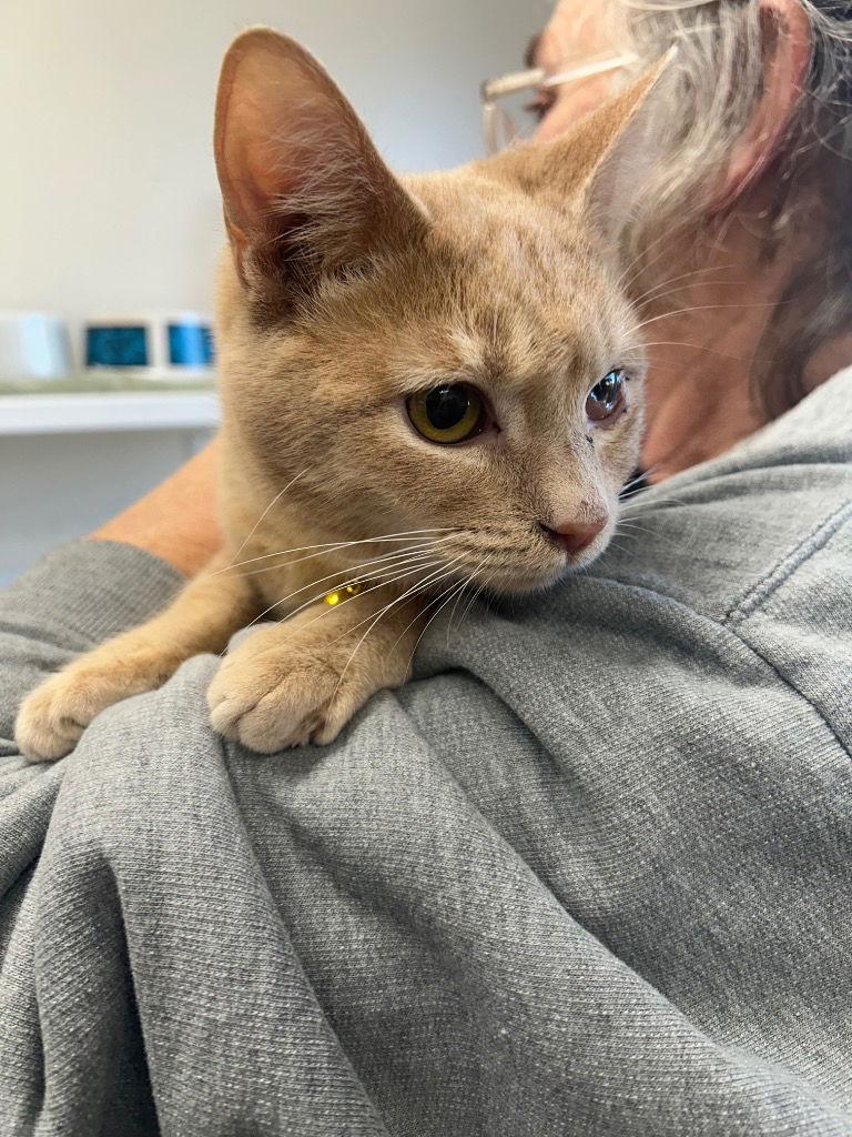 Enlarge Kitten - Hawkeye, a Adoptable Domestic Short Hair in Emmett, ID image 2/2