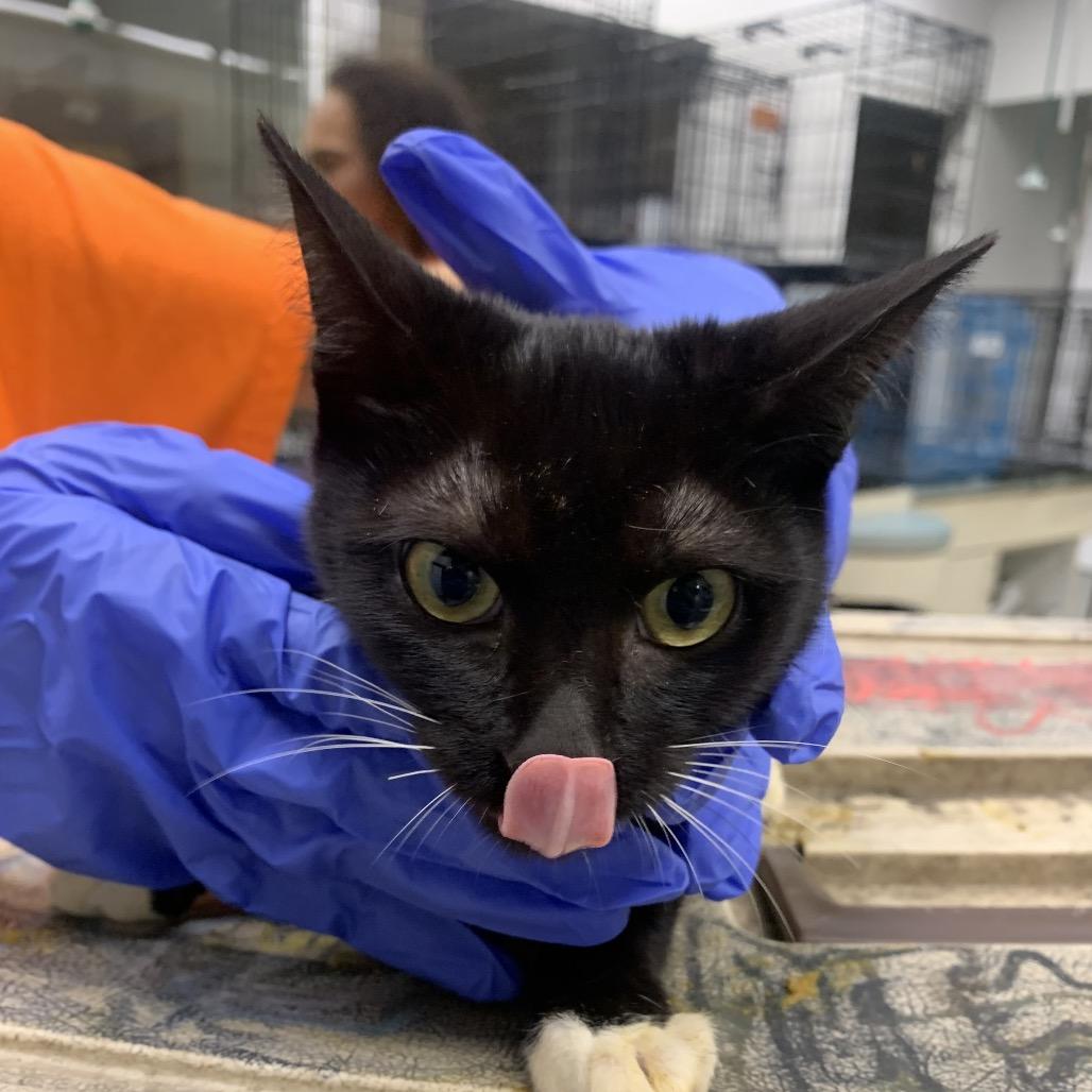 Enlarge Rhythm, a Adoptable Domestic Short Hair in Westminster, CA image 1/3