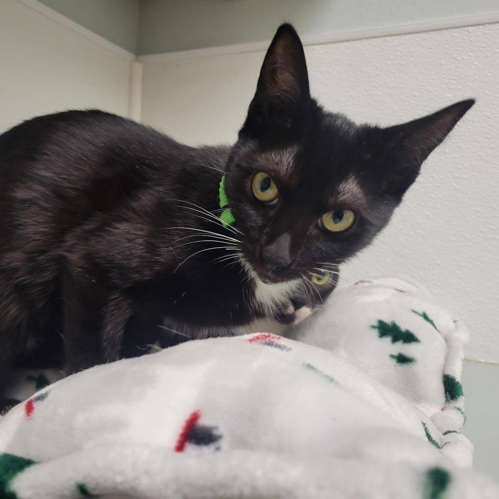 Enlarge Rhythm, a Adoptable Domestic Short Hair in Westminster, CA image 2/3