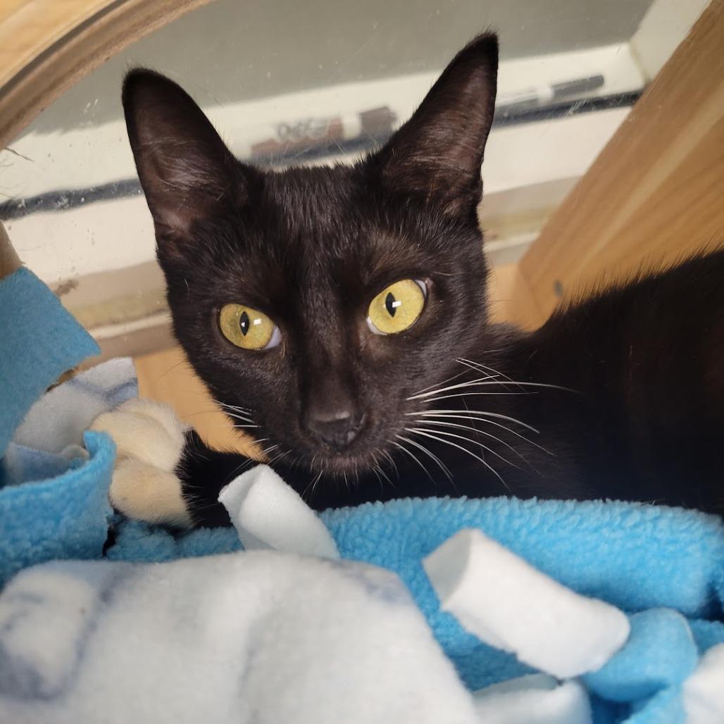 Enlarge Rhythm, a Adoptable Domestic Short Hair in Westminster, CA image 3/3