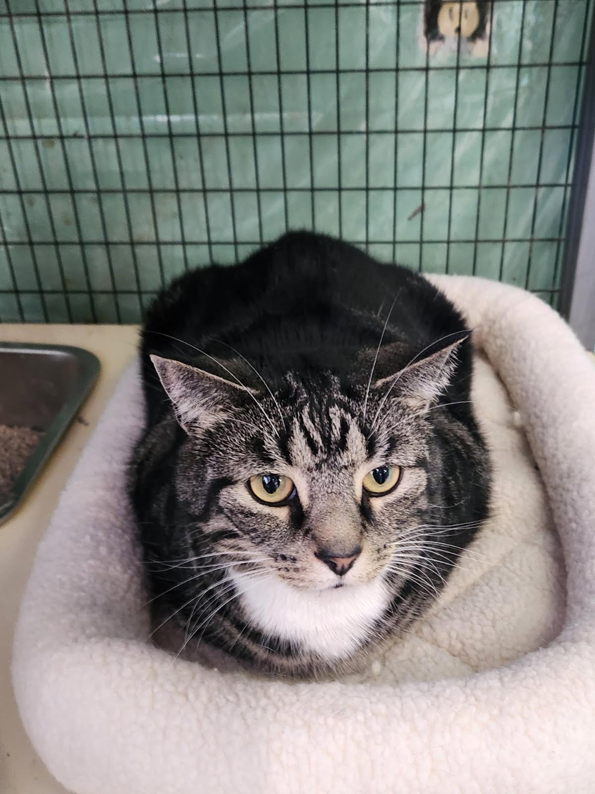 Snaccident — thumbnail 2