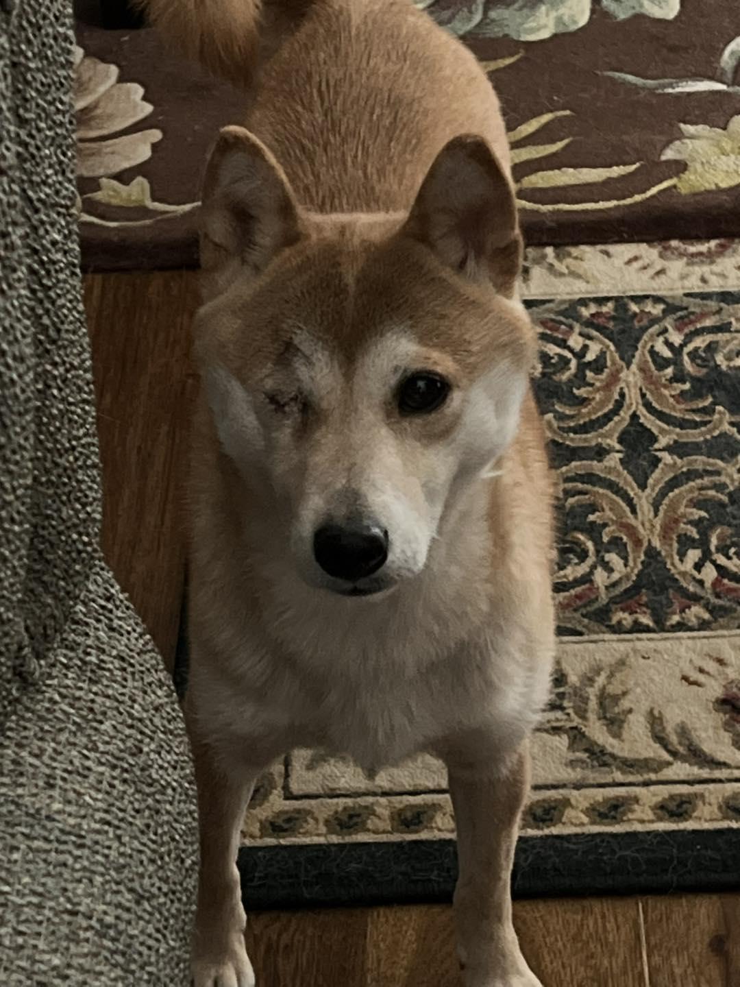 Miska, Adopted, Adult Female Shiba Inu.