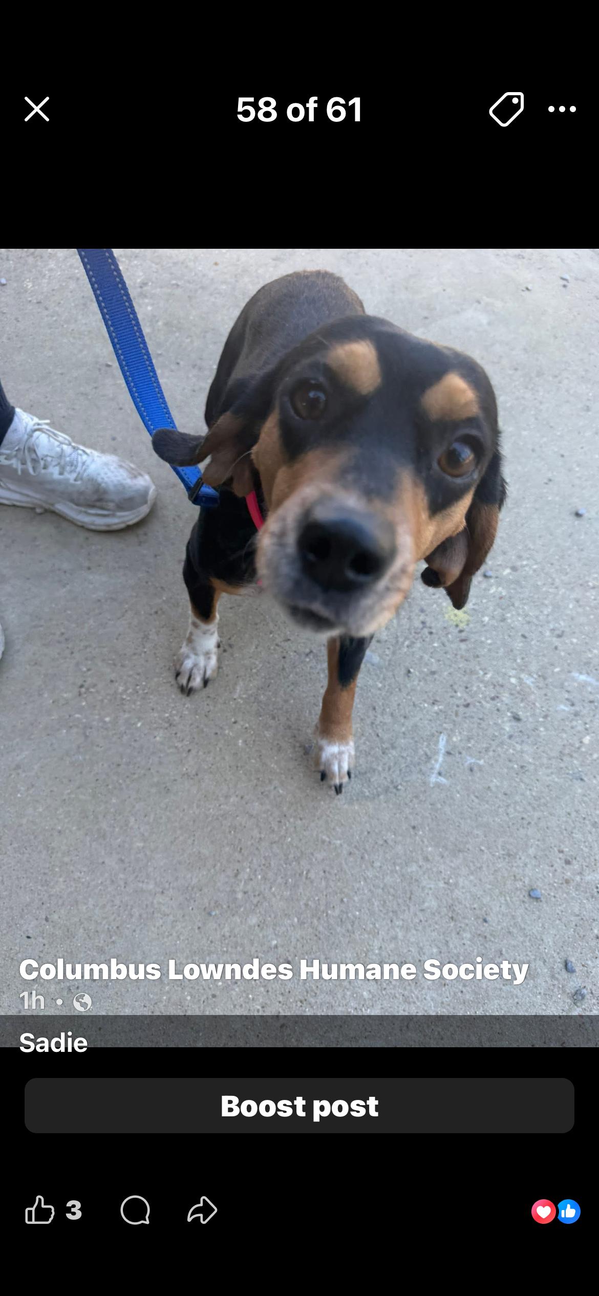 Enlarge Sadie, a ADOPTABLE mixed breed in Columbus, MS image 1/1