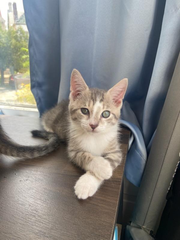 Louie, Adoptable, Young Male Domestic Short Hair.
