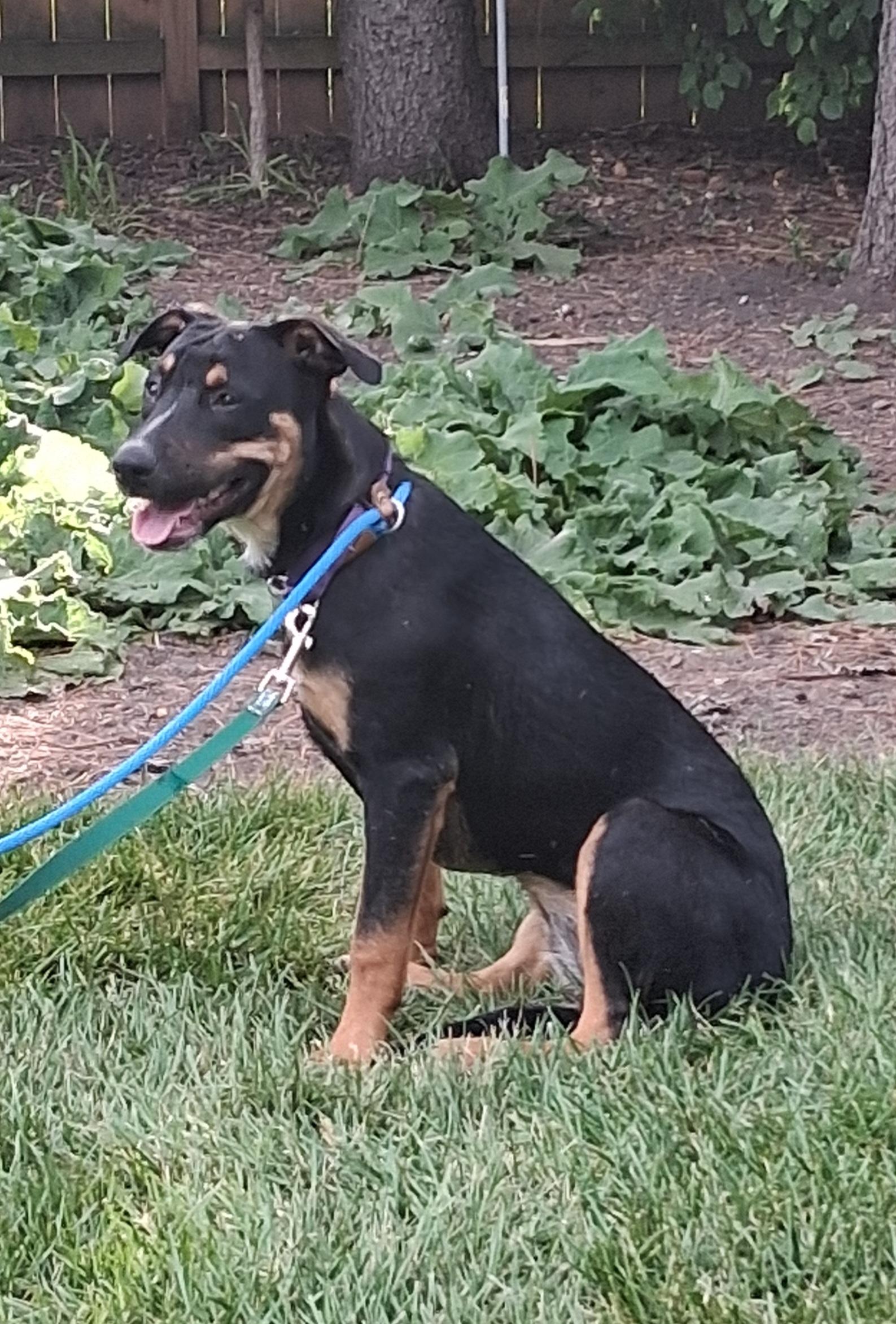 Piper, an adopted mixed breed in Elmhurst, IL image 3/5