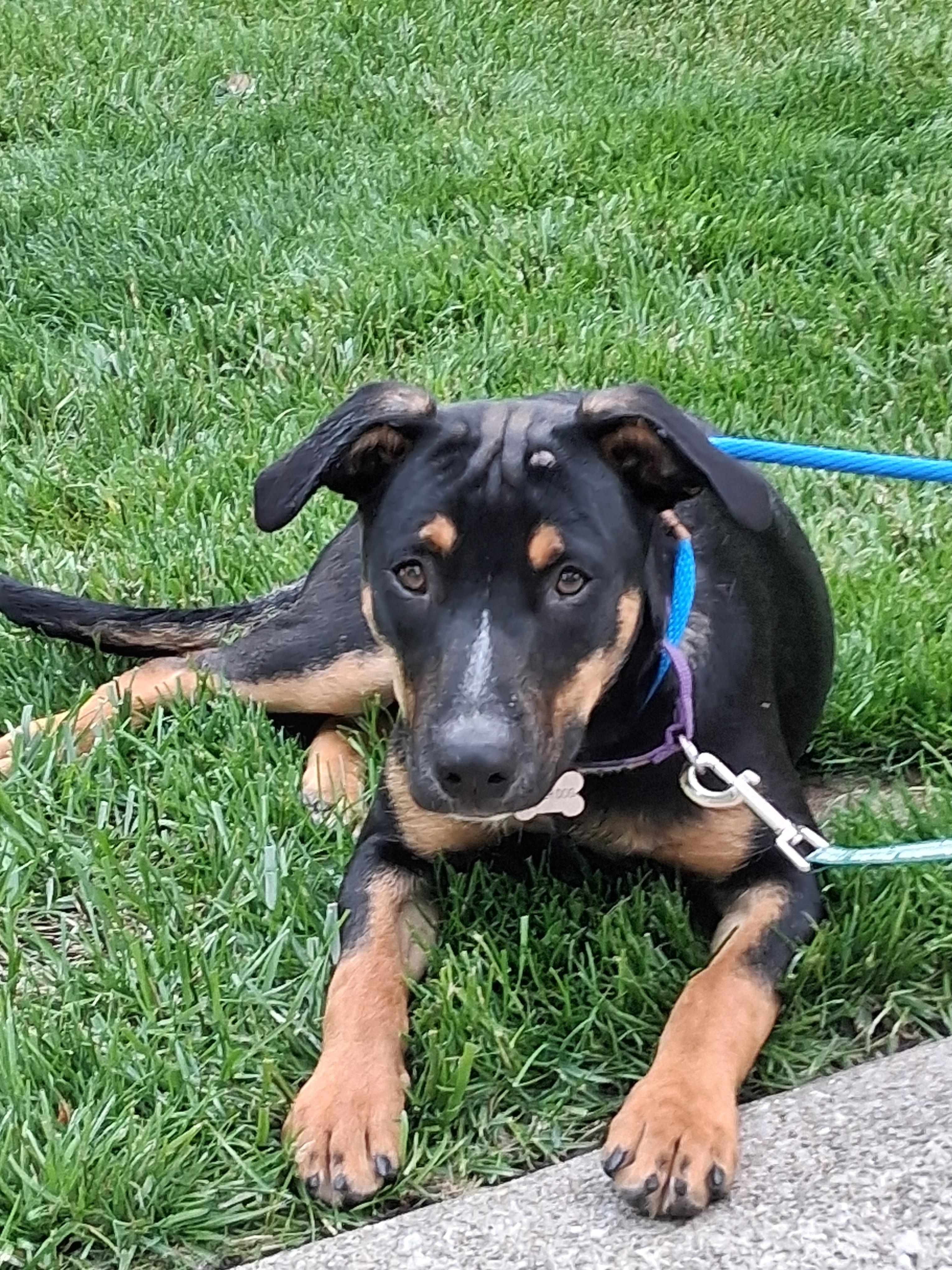 Piper, an adopted mixed breed in Elmhurst, IL image 4/5