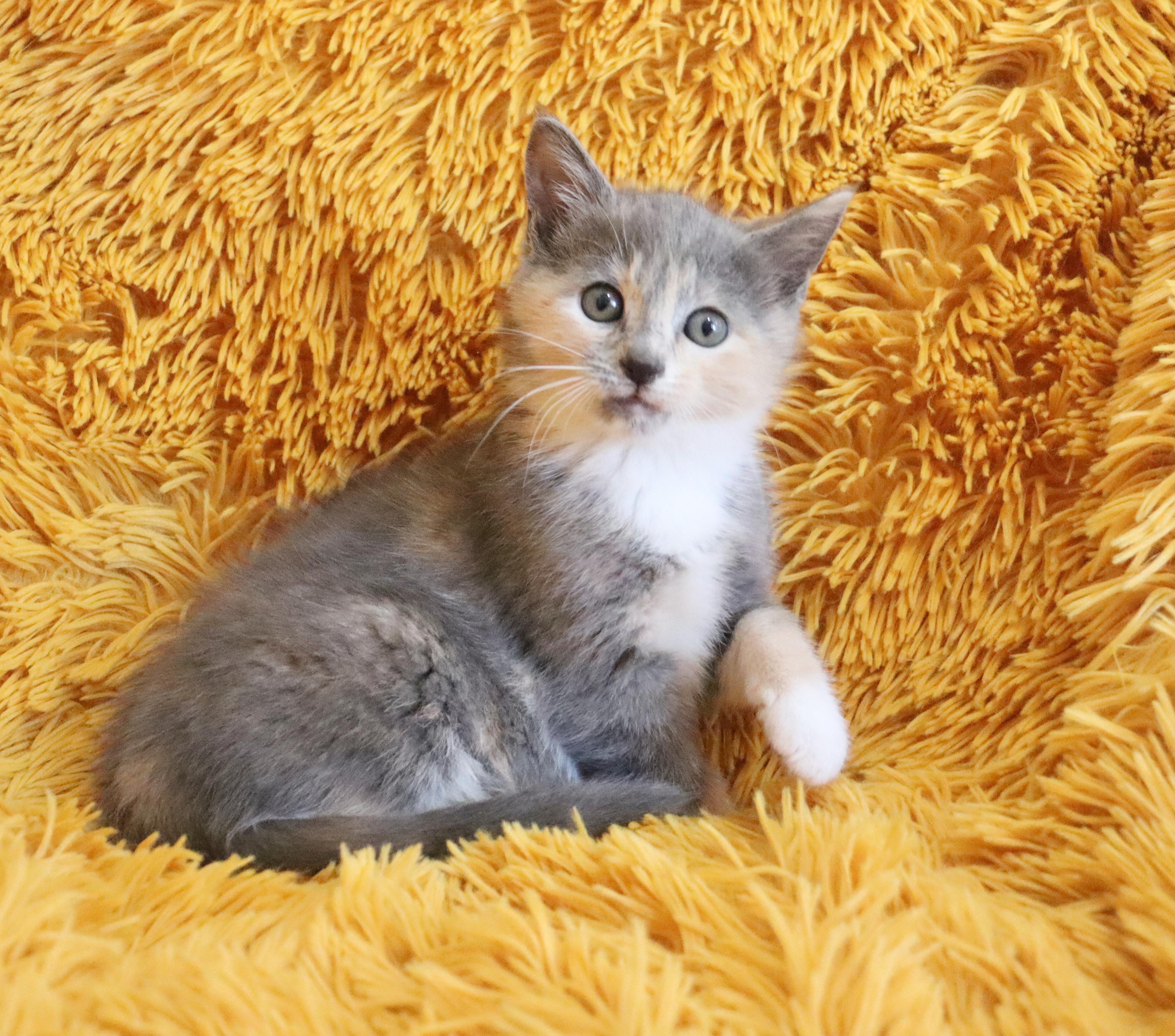 Enlarge Chai, an adopted mixed breed in Saint Augustine, FL image 1/6