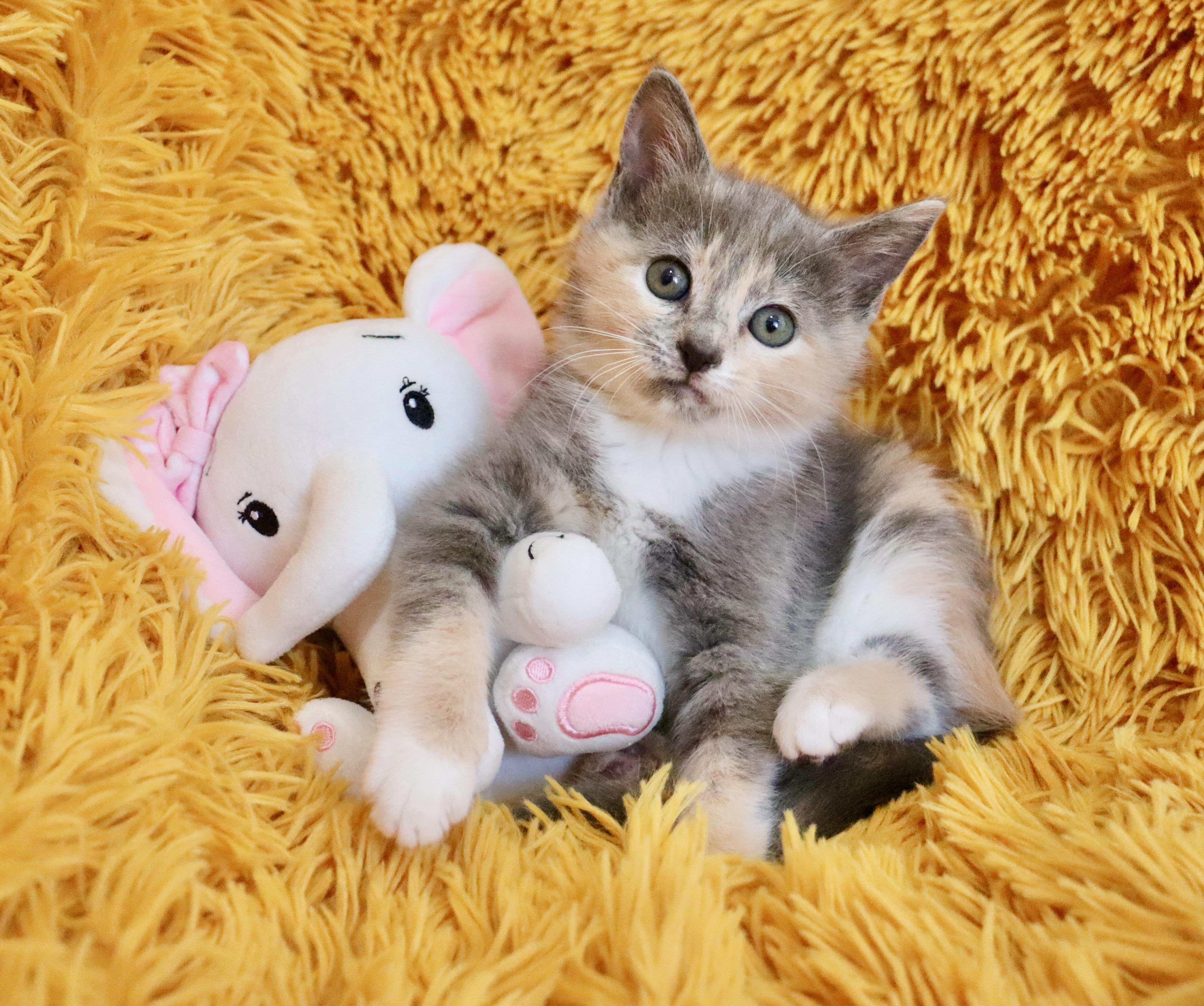 Enlarge Chai, an adopted mixed breed in Saint Augustine, FL image 4/6