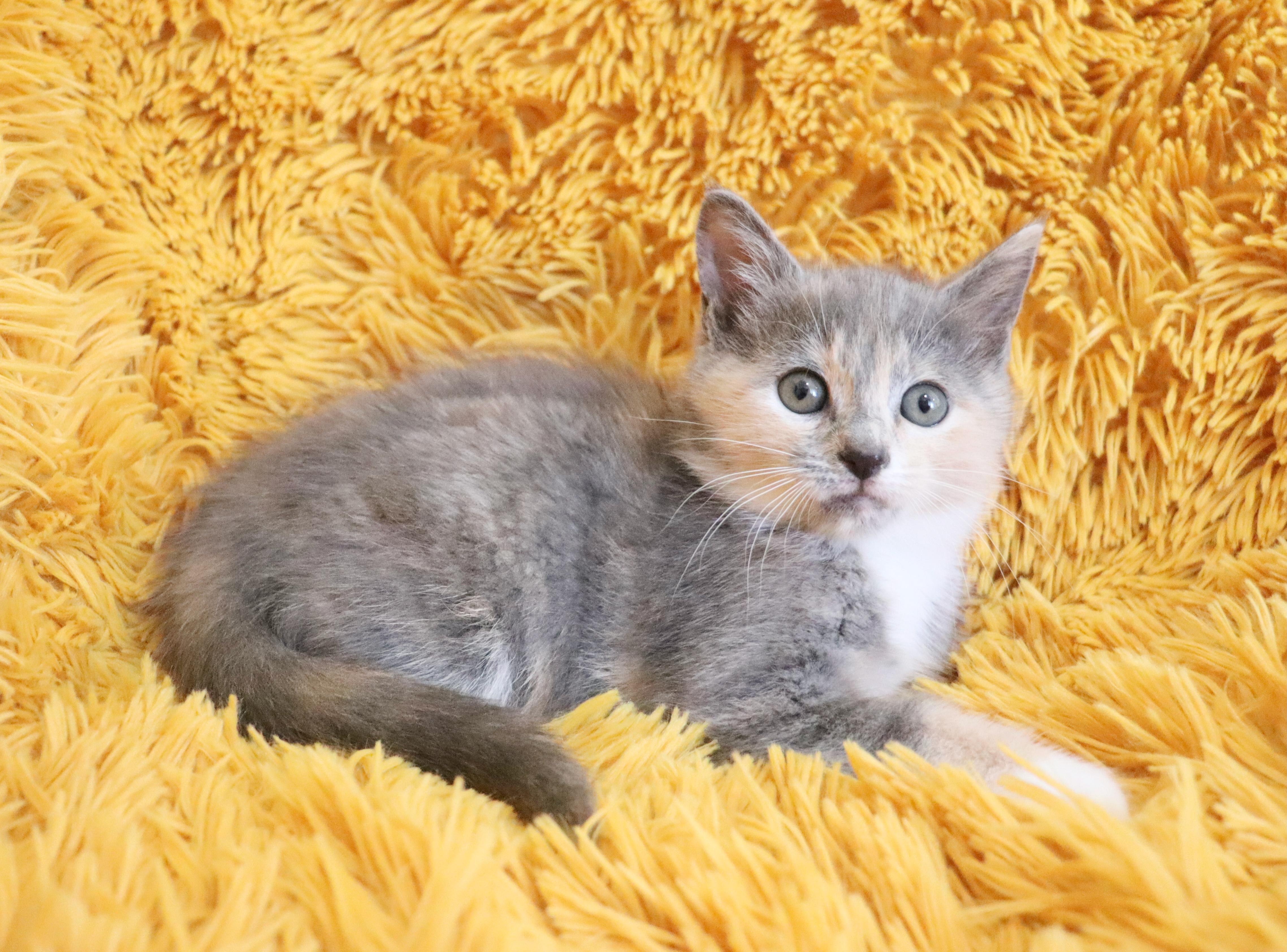 Enlarge Chai, an adopted mixed breed in Saint Augustine, FL image 2/6