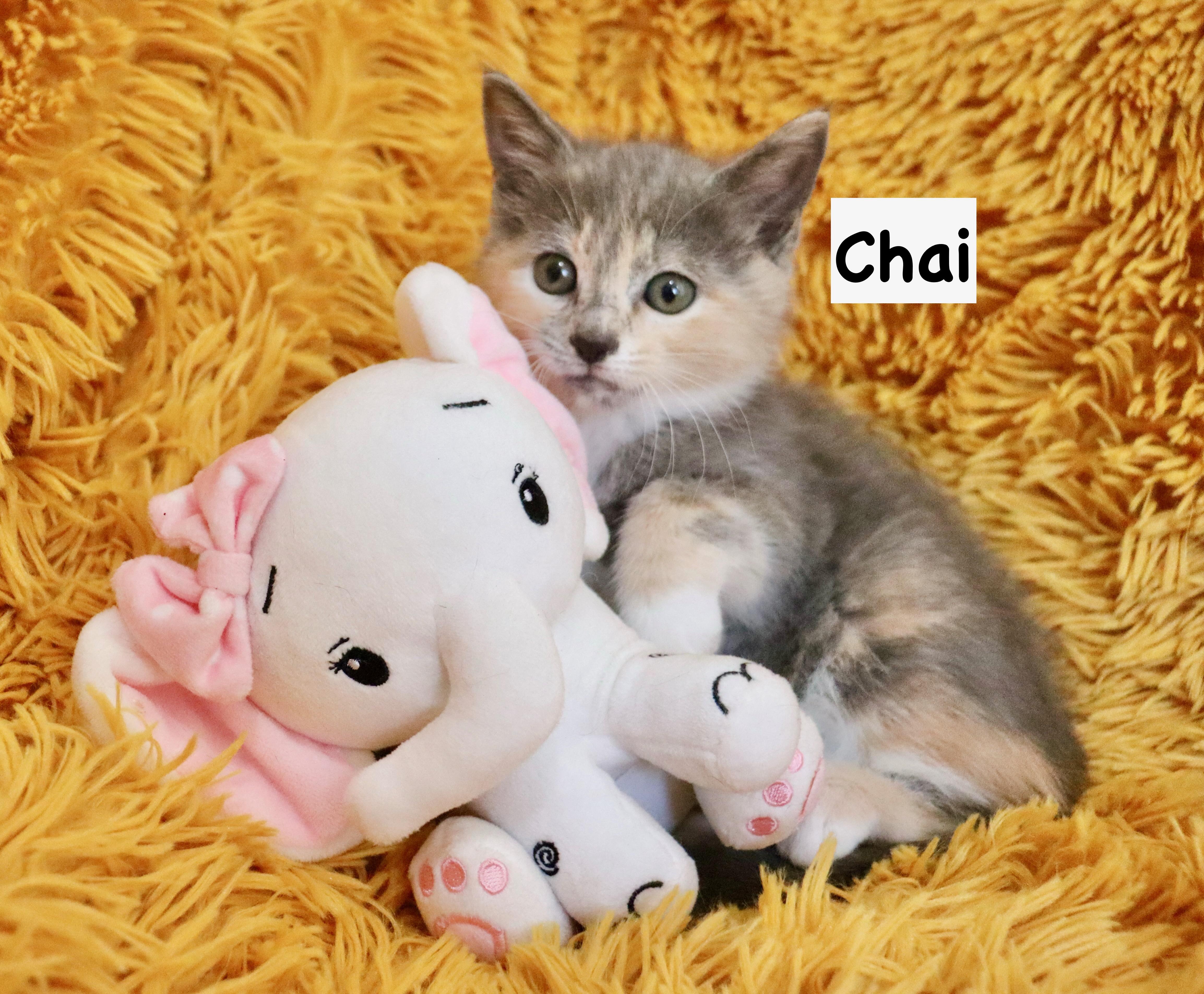 Enlarge Chai, an adopted mixed breed in Saint Augustine, FL image 3/6