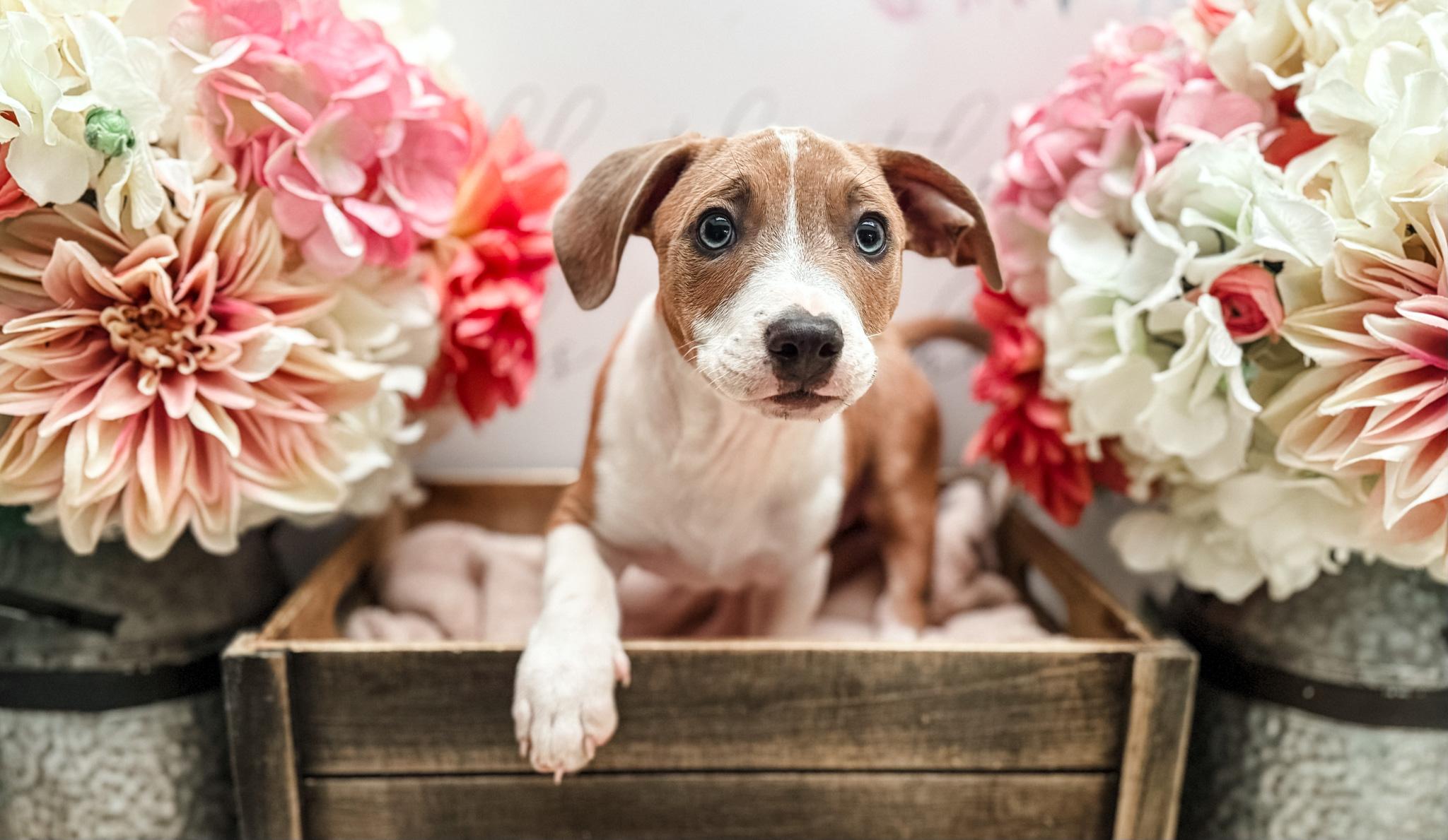 Larch, Adoptable, Puppy Male Beagle & Chihuahua.