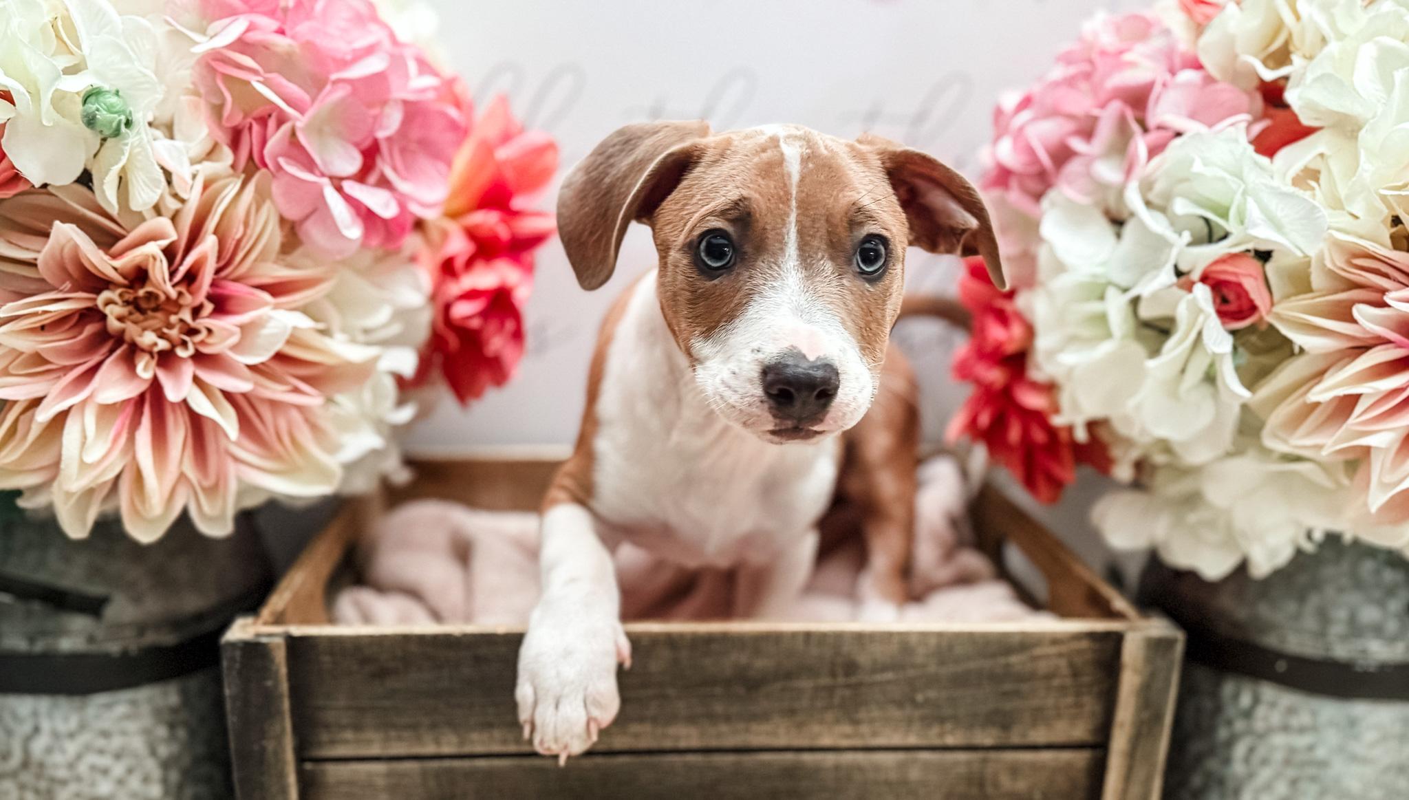 Larch, a Adoptable mixed breed in Newberg, OR image 2/3
