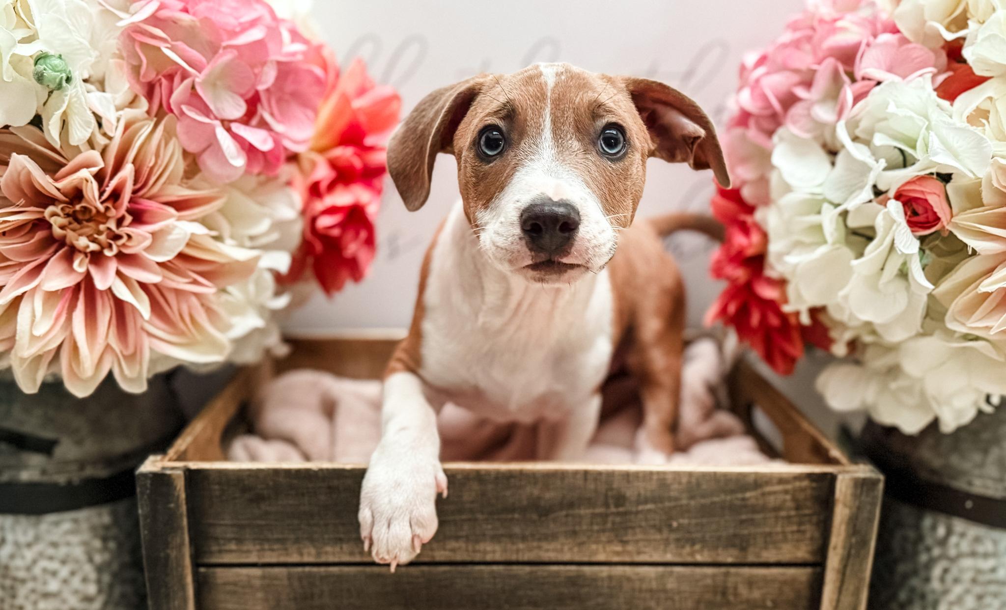 Larch, a Adoptable mixed breed in Newberg, OR image 3/3