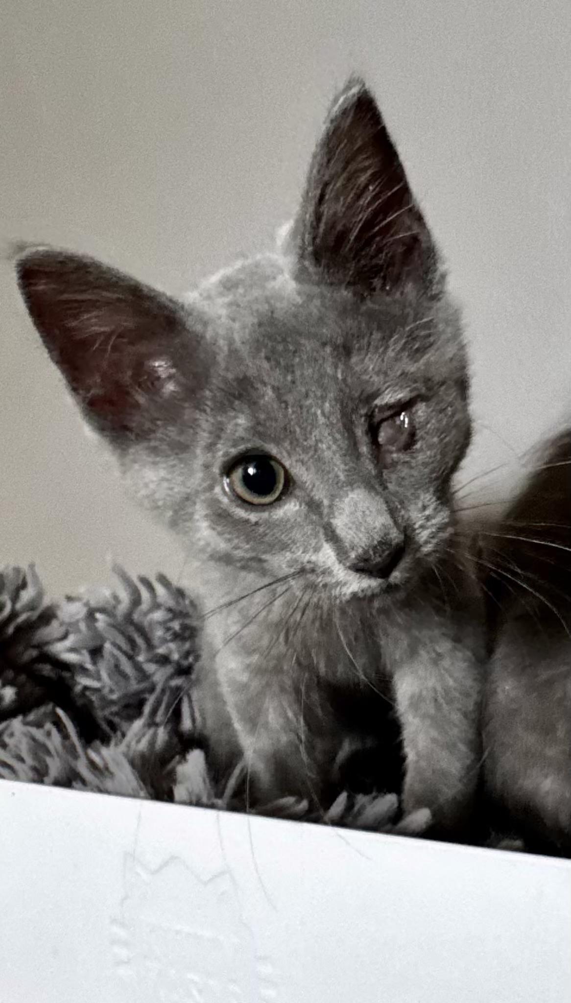 Enlarge Jessie, a Adoptable Domestic Short Hair in Greensboro, NC image 4/4