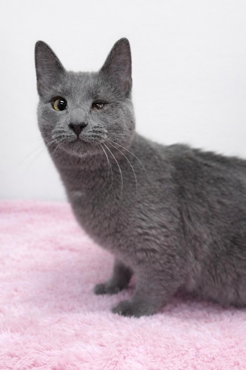 Enlarge Jessie, a Adoptable Domestic Short Hair in Greensboro, NC image 3/4