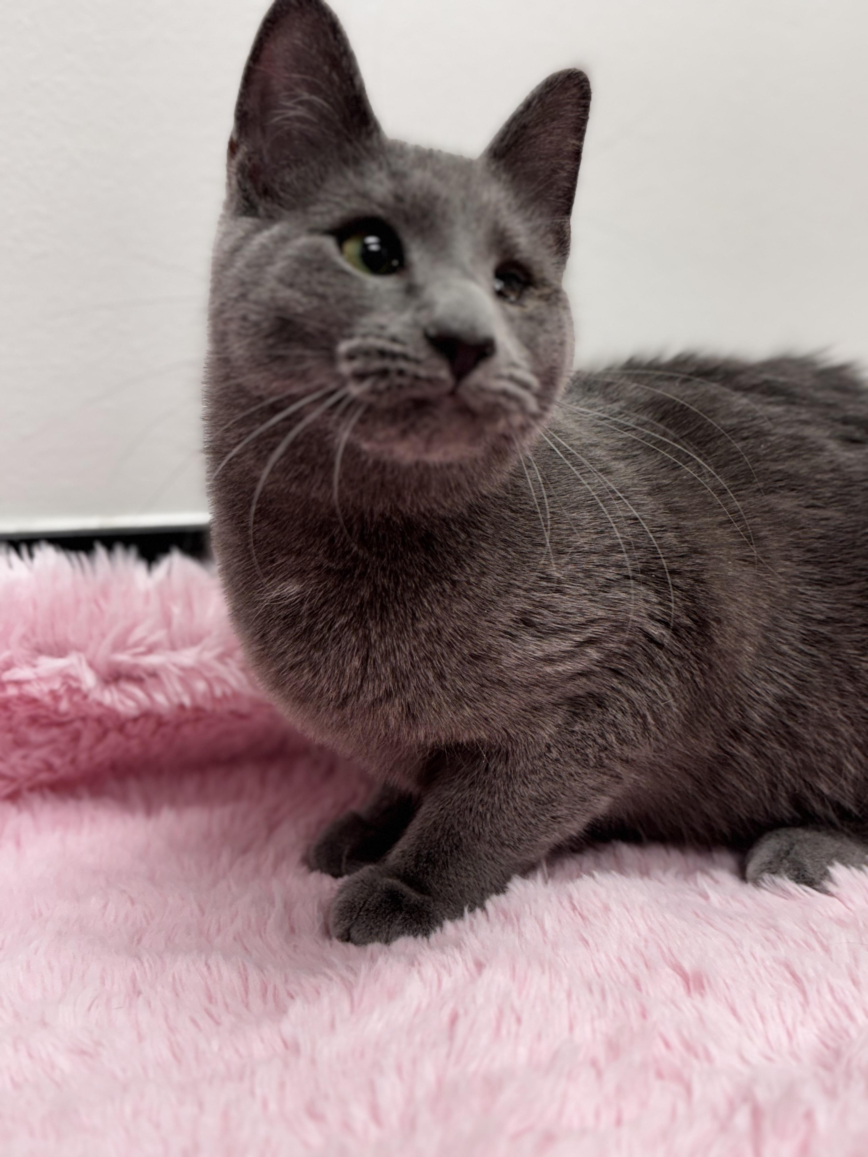 Enlarge Jessie, a Adoptable Domestic Short Hair in Greensboro, NC image 2/4