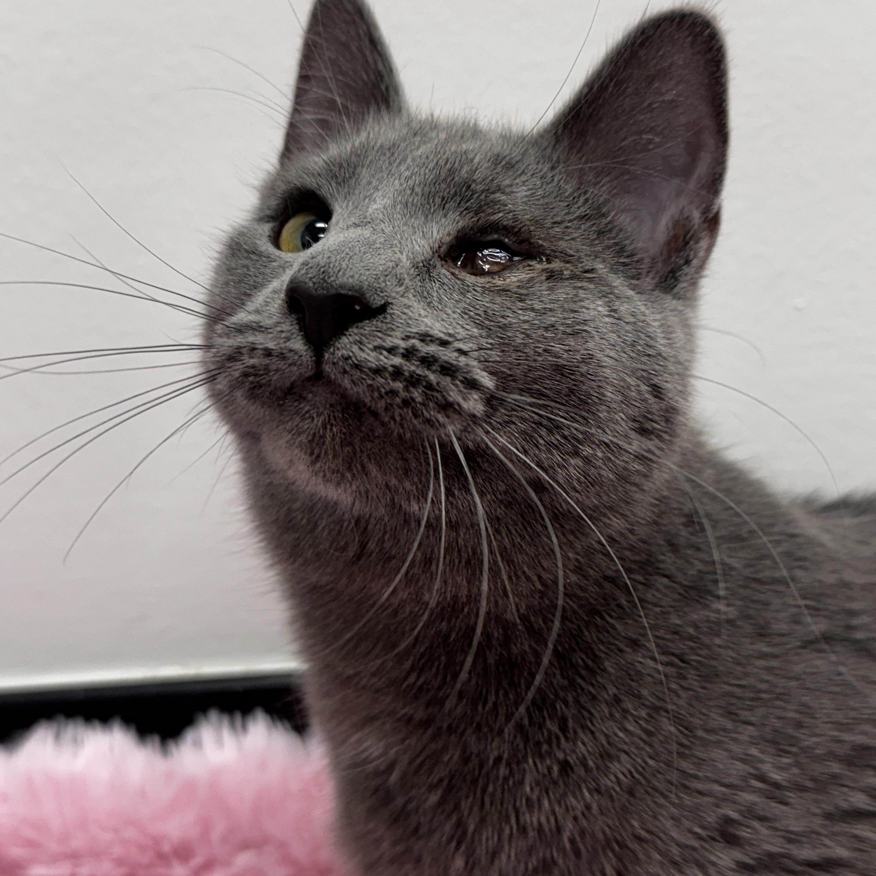 Jessie, Adoptable, Kitten Female Domestic Short Hair.