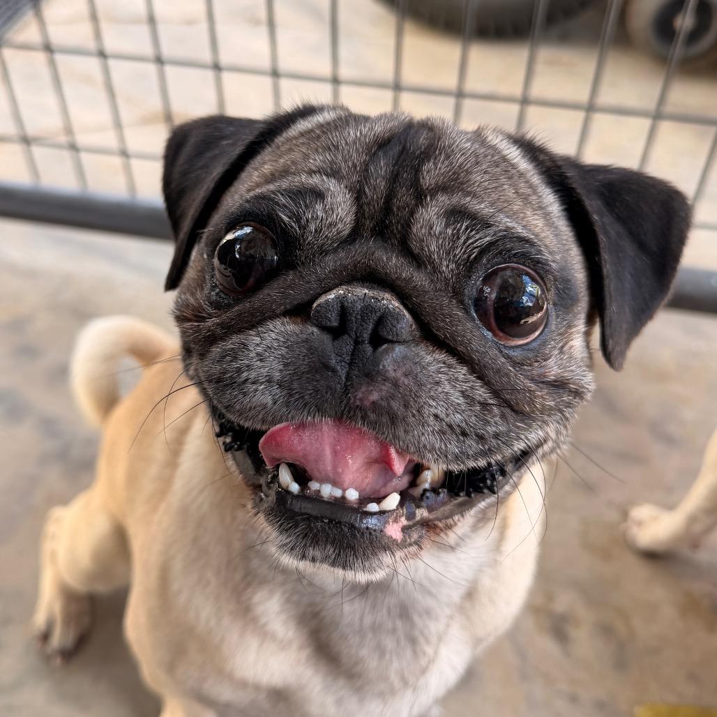 Enlarge Edgar, a Adoptable Pug in Pagosa Springs, CO image 1/1