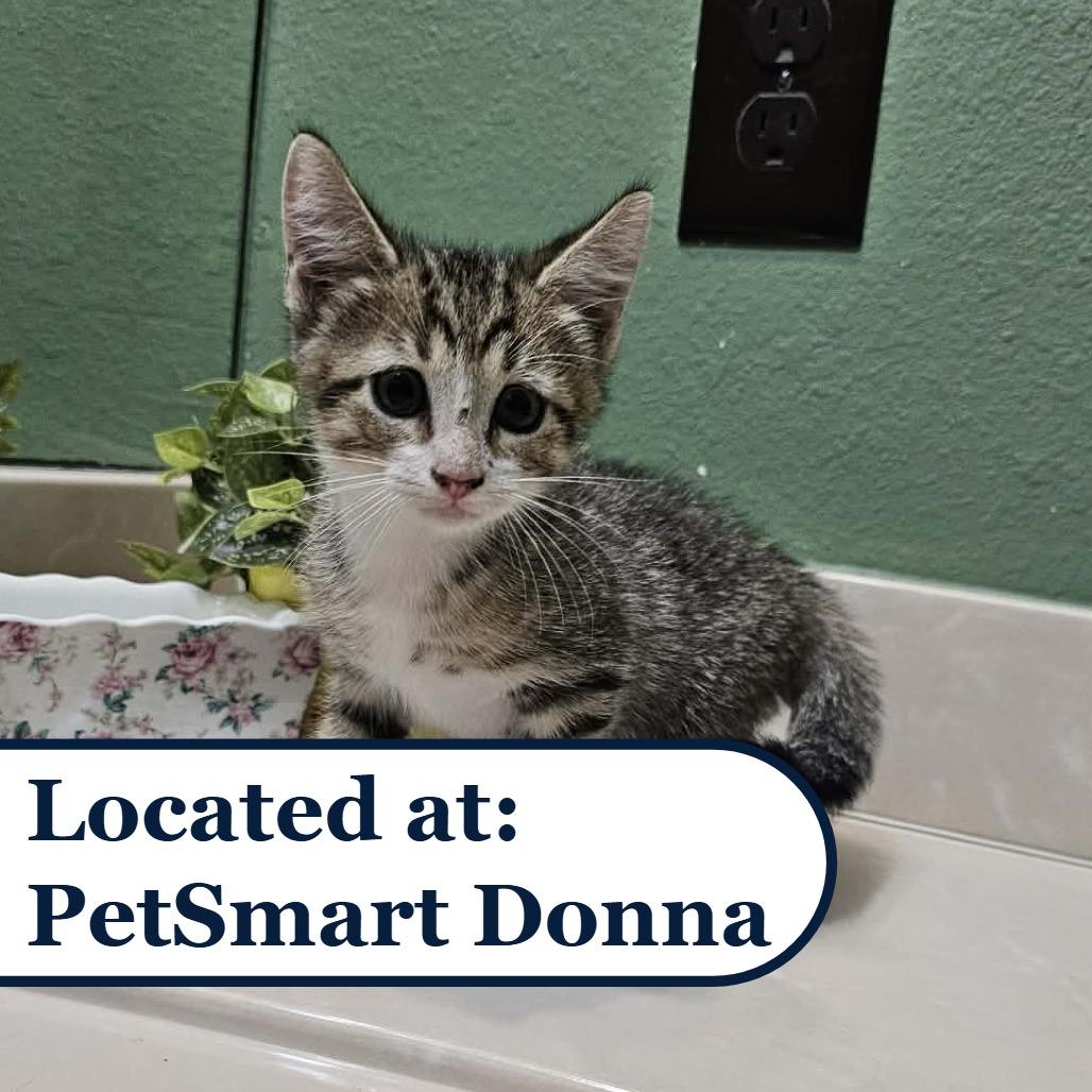 Kicks, Adoptable, Kitten Male Domestic Short Hair.