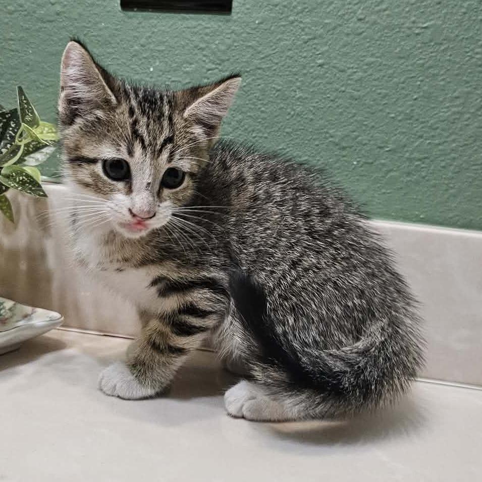 Enlarge Kicks, a Adoptable Domestic Short Hair in Harlingen, TX image 2/2