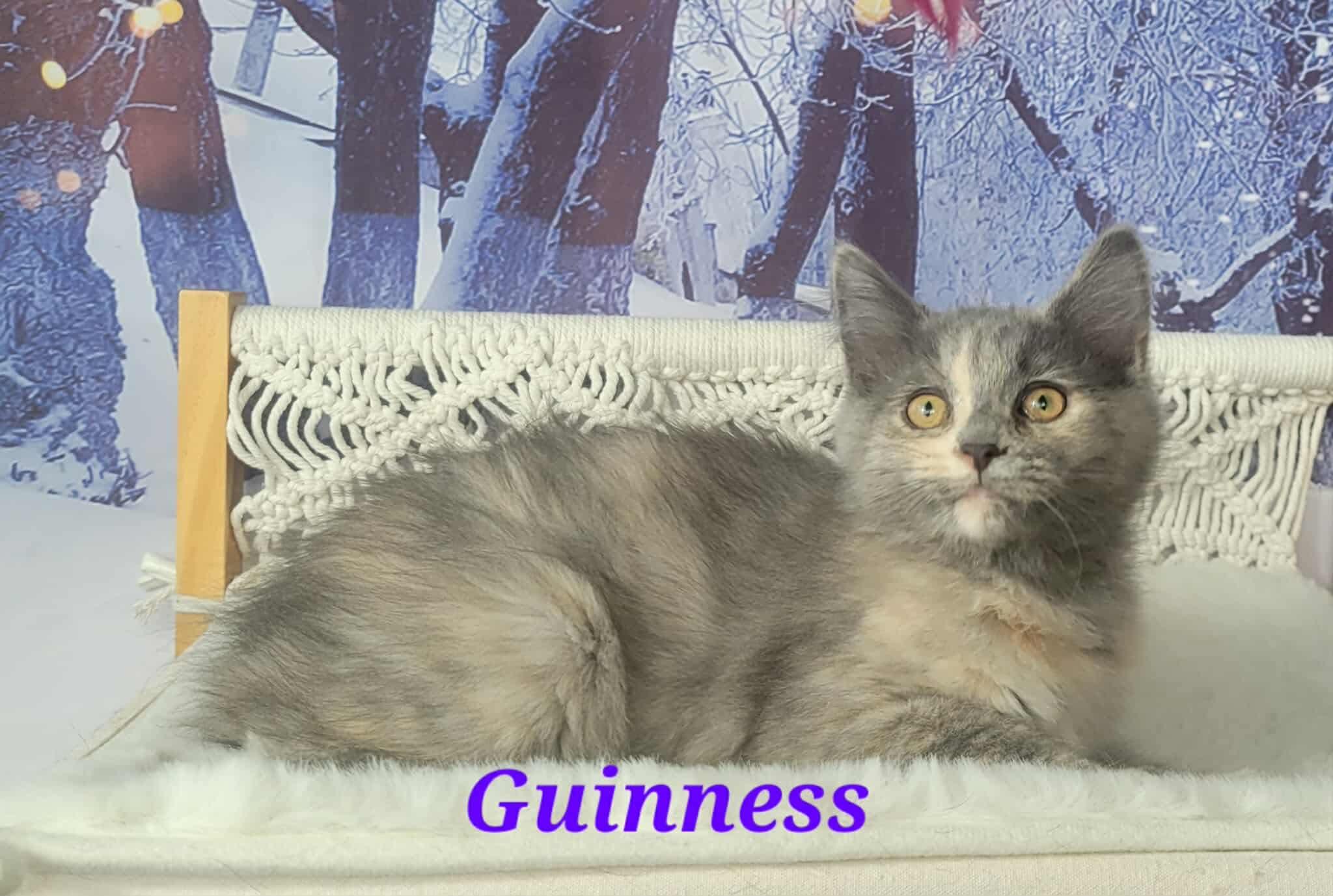 Enlarge Guinness , an adopted mixed breed in Greensburg, PA image 6/6