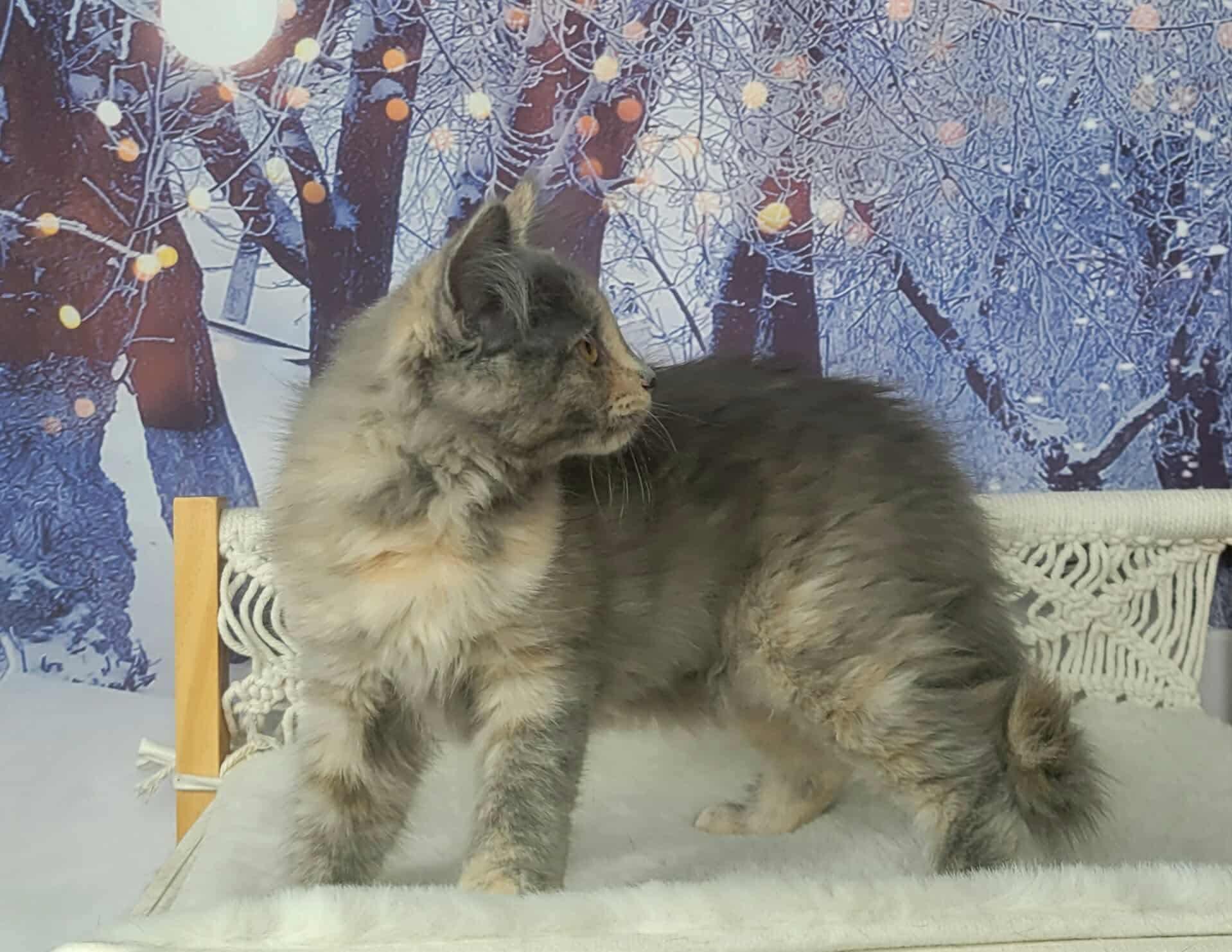 Enlarge Guinness , an adopted mixed breed in Greensburg, PA image 2/6