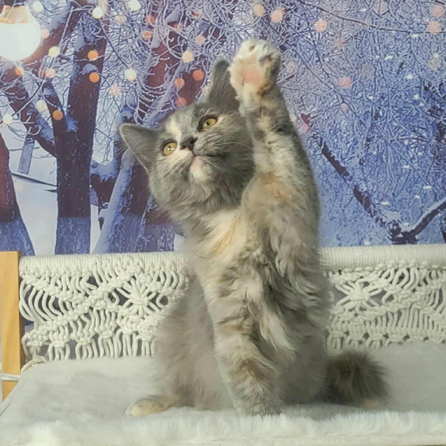 Guinness , adopted, Kitten Female Dilute Tortoiseshell & Domestic Long Hair.