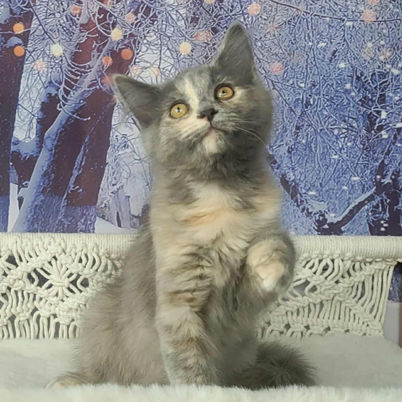 Enlarge Guinness , an adopted mixed breed in Greensburg, PA image 4/6