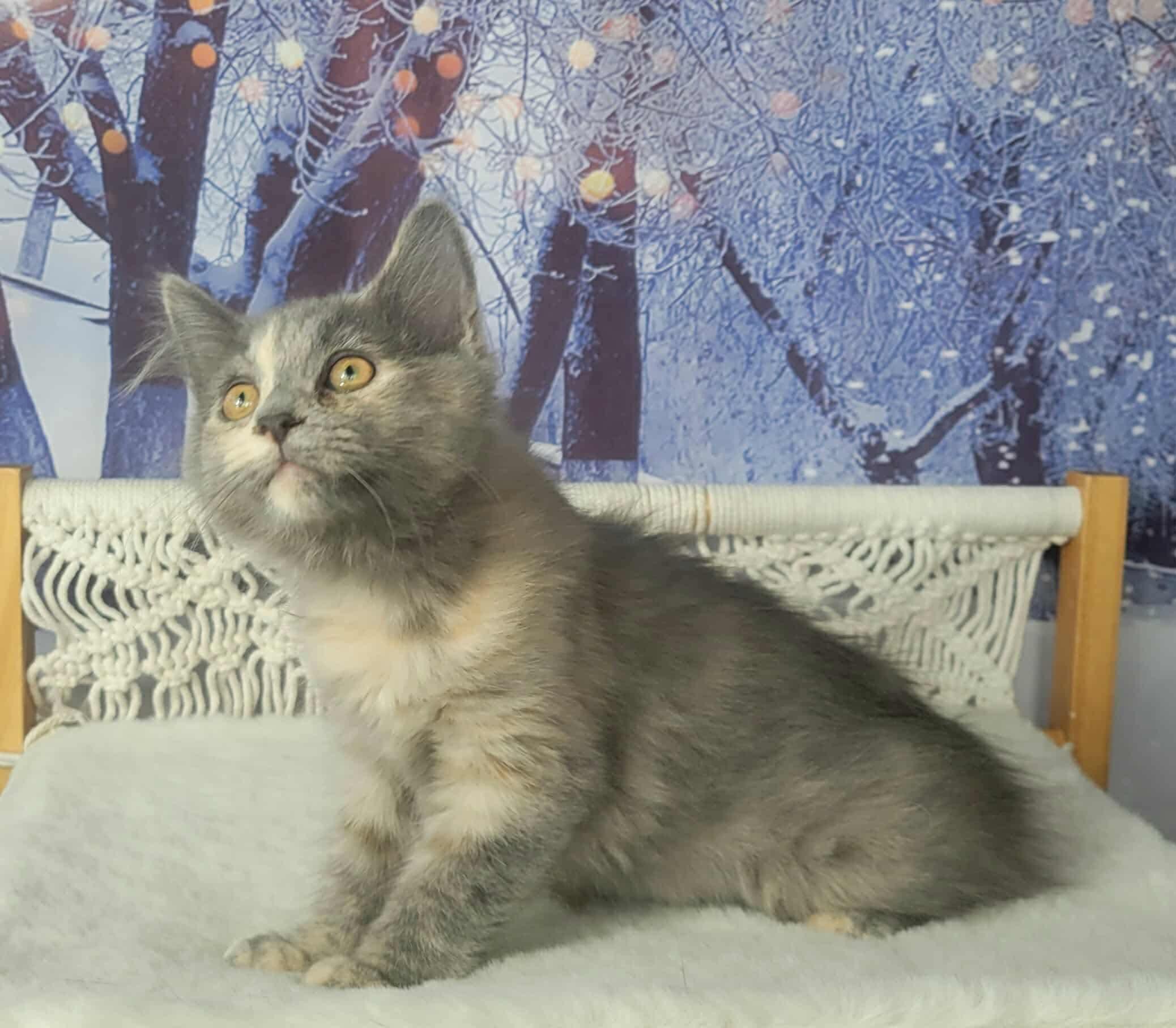 Enlarge Guinness , an adopted mixed breed in Greensburg, PA image 3/6