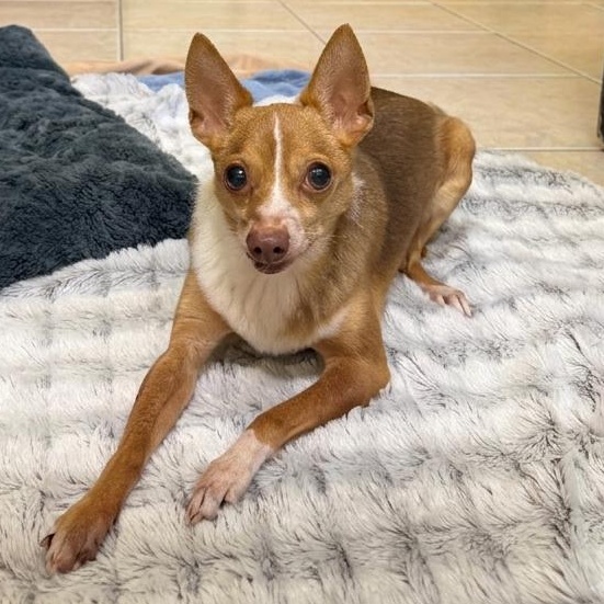 Enlarge Cooper 0753, a Adoptable mixed breed in Boca Raton, FL image 2/2