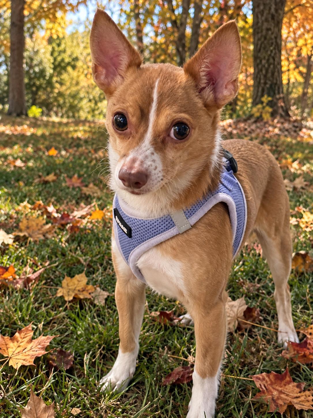 Cooper 0753, Adoptable, Senior Male Chihuahua.