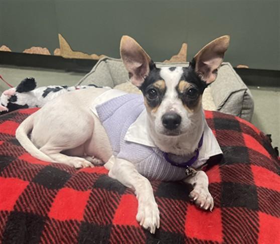 Enlarge ANGEL, a Adoptable mixed breed in Boston, MA image 1/1