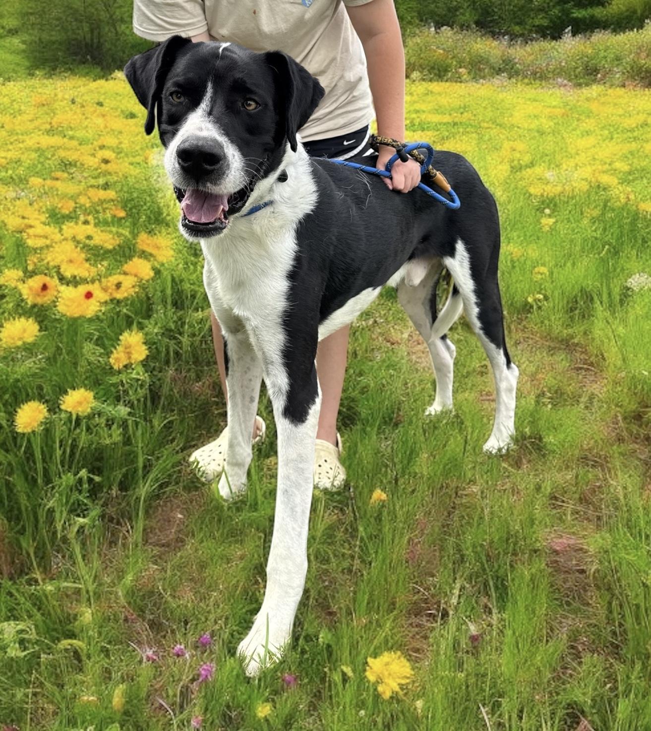 Apollo, Adoptable, Adult Male Great Dane.