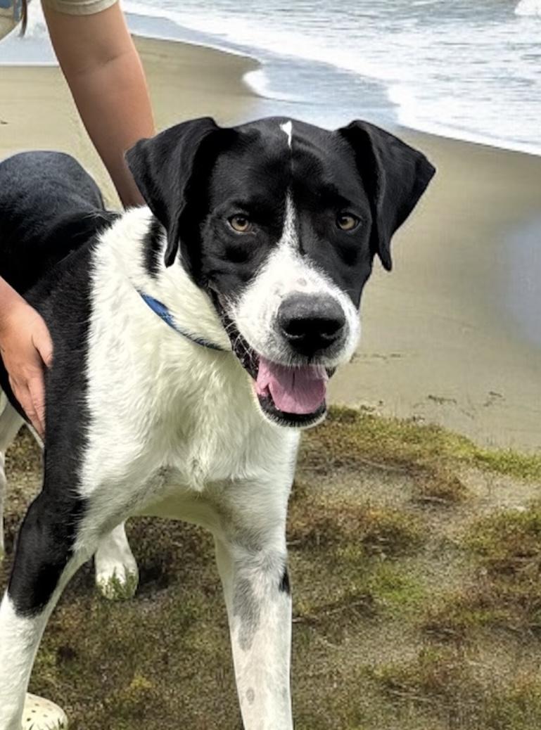 Apollo, a Adoptable mixed breed in Sequatchie, TN image 2/3