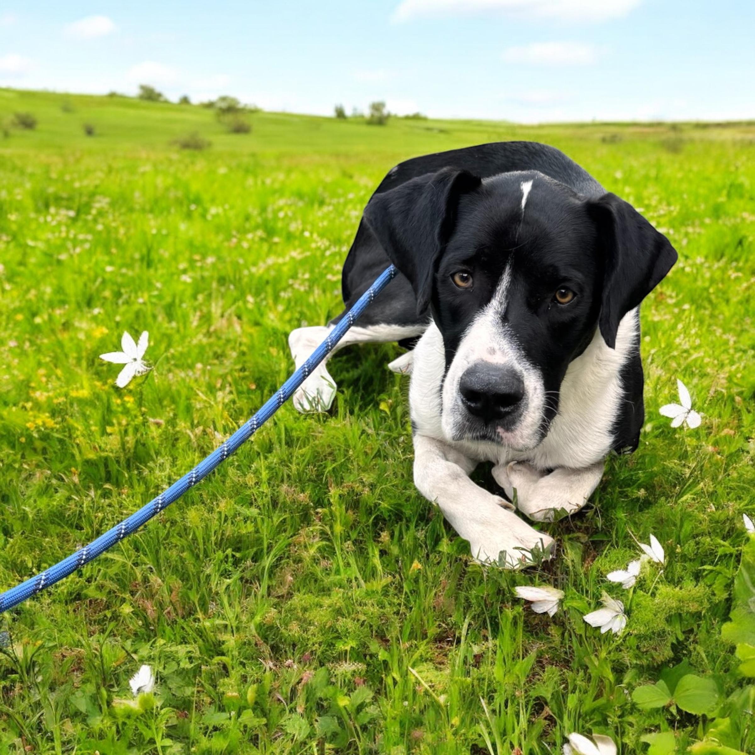 Apollo, a Adoptable mixed breed in Sequatchie, TN image 3/3