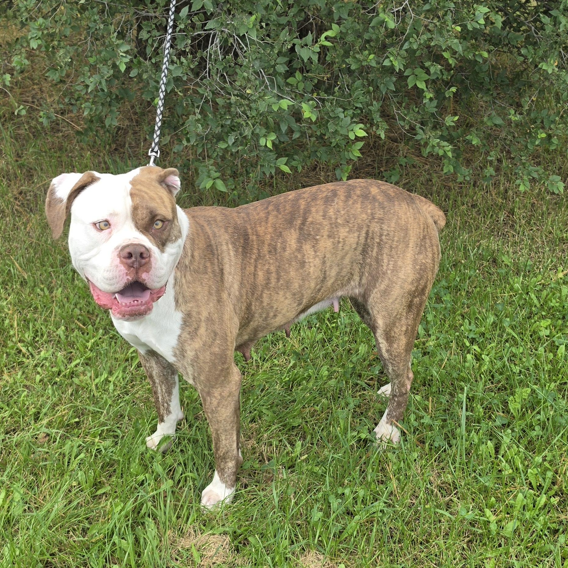 Enlarge Carmen, a Adoptable American Bulldog in LaGrange, IN image 1/3