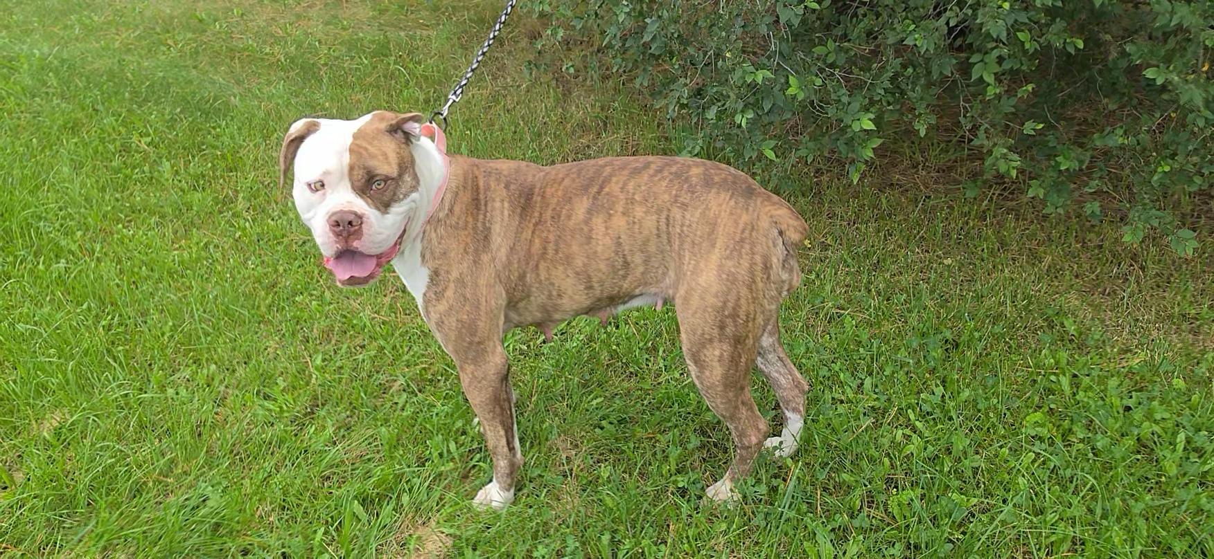 Enlarge Carmen, a Adoptable American Bulldog in LaGrange, IN image 2/3