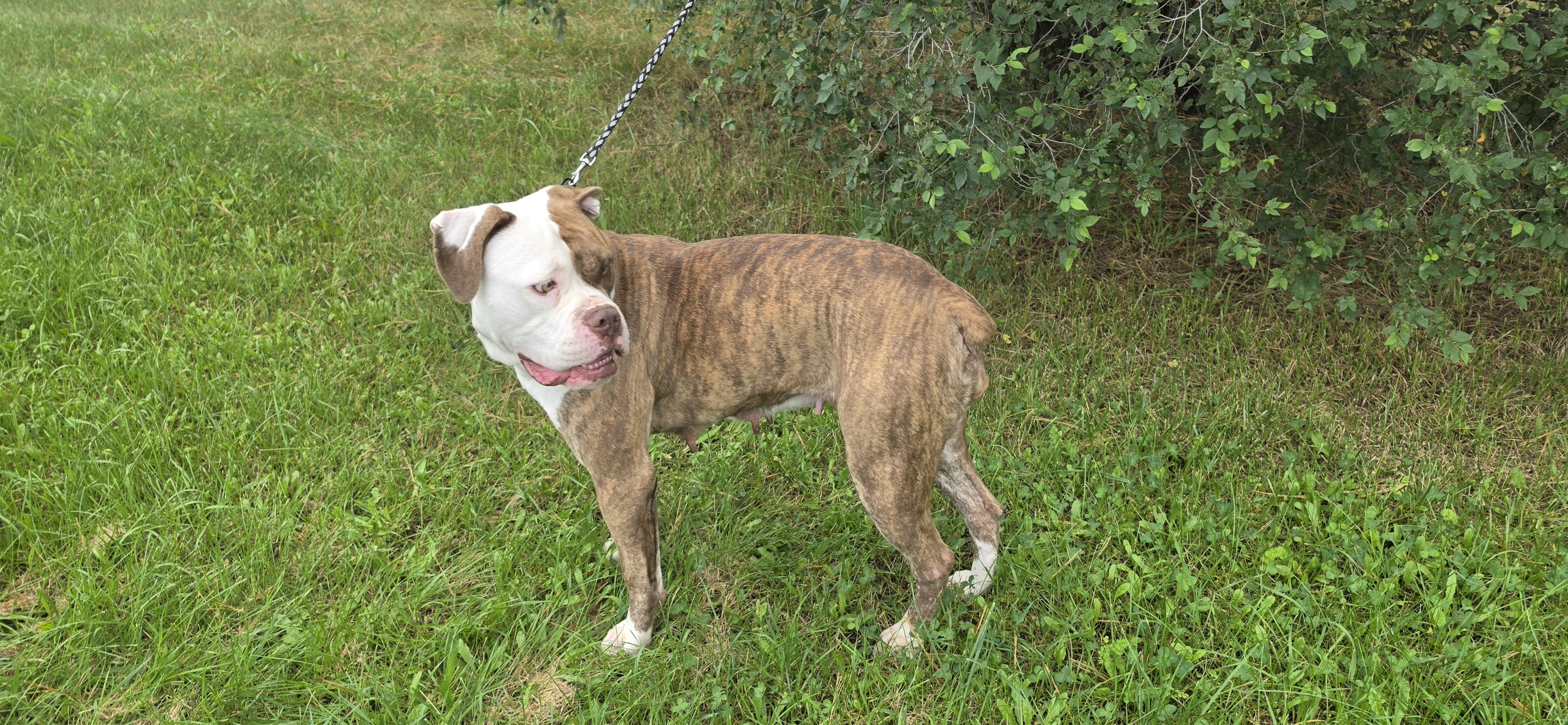 Enlarge Carmen, a Adoptable American Bulldog in LaGrange, IN image 3/3