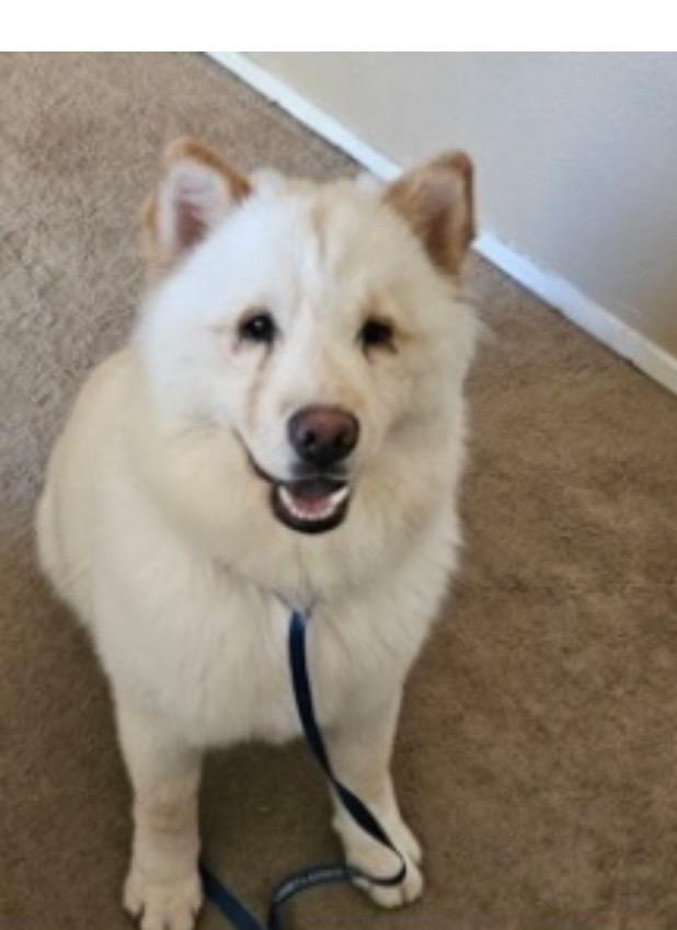 Enlarge Nala, a ADOPTABLE mixed breed in Las Vegas, NV image 3/3