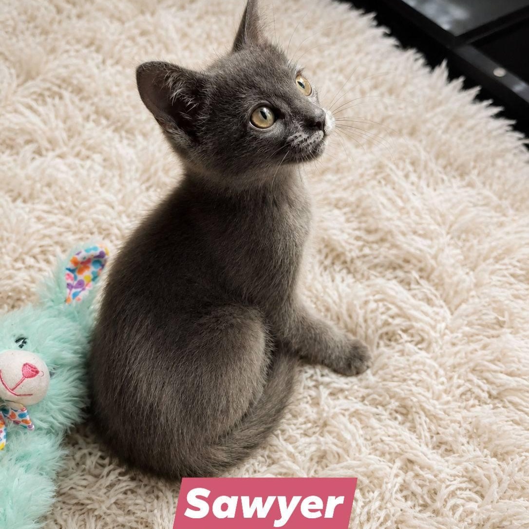 Sawyer, adopted, Kitten Female Russian Blue.